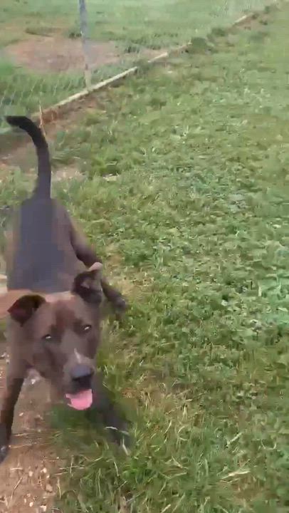 Enlarge Colton, a ADOPTABLE mixed breed in East Granby, CT video 6/6