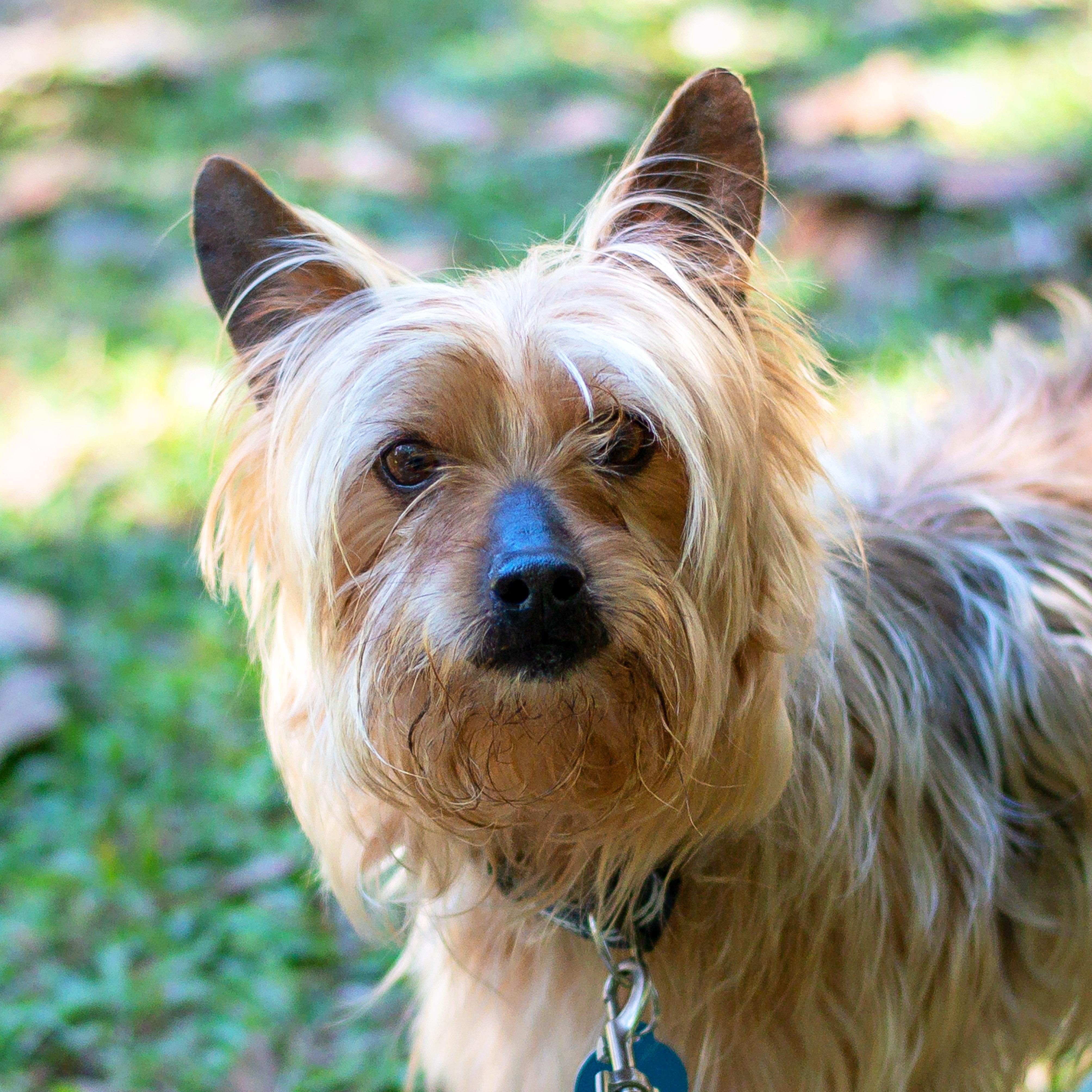 NIMBUS, a Adoptable mixed breed in Baton Rouge, LA image 1/2