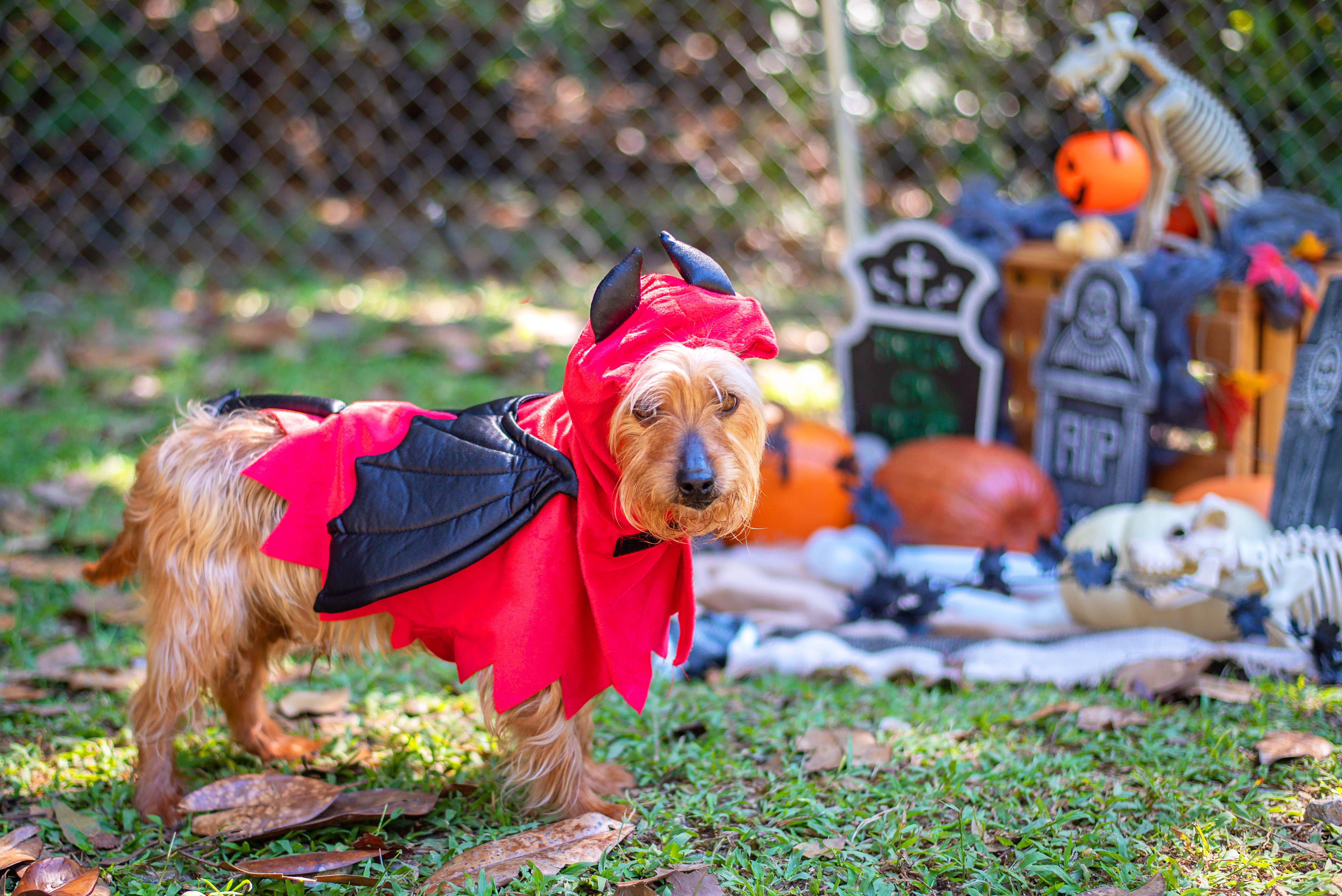 NIMBUS, a Adoptable mixed breed in Baton Rouge, LA image 2/2