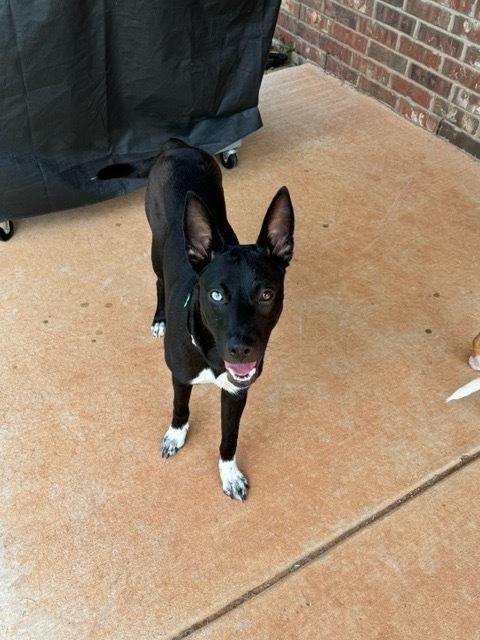 Stella, Adoptable, Puppy Female German Shepherd Dog.