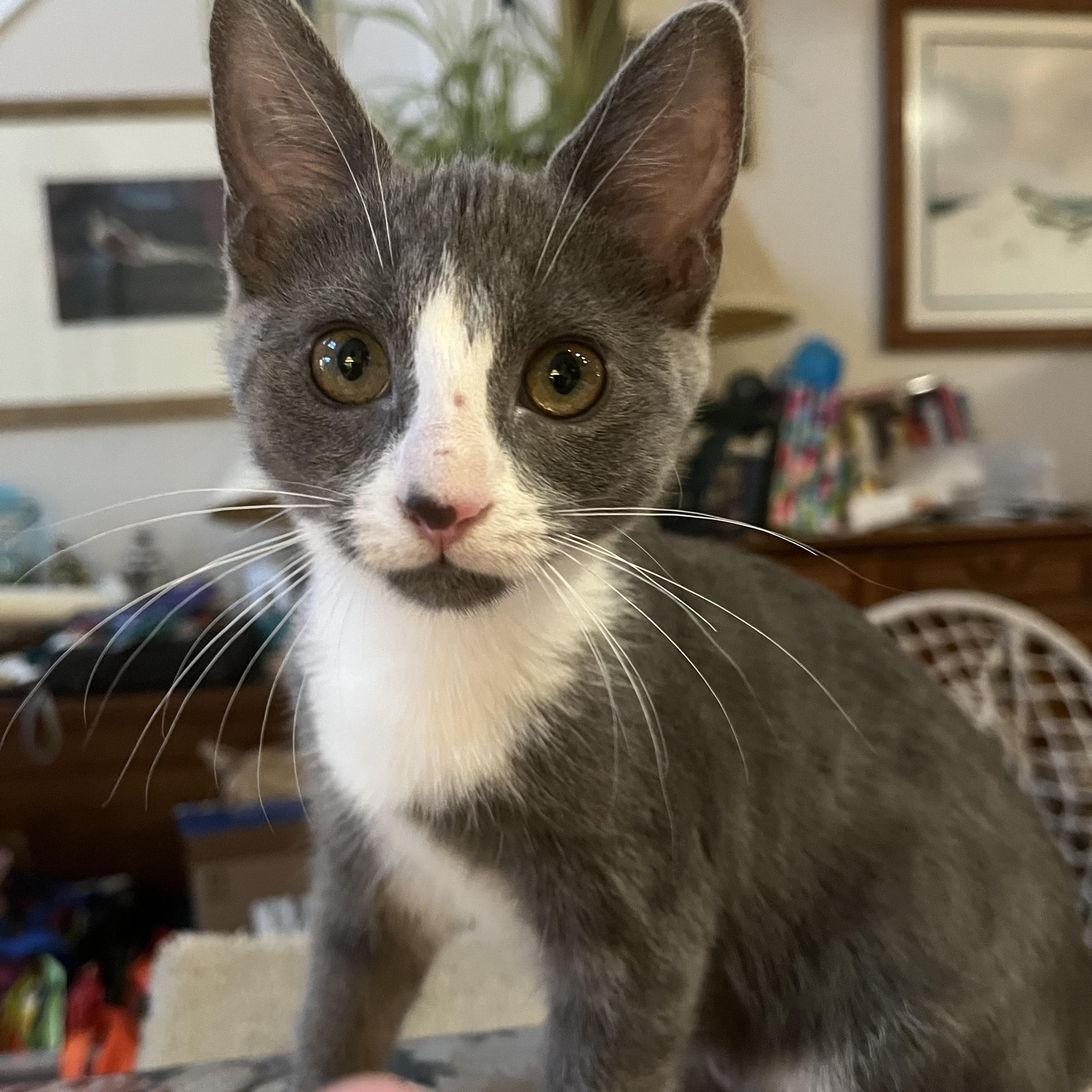 Kokanee, Young Female unknown