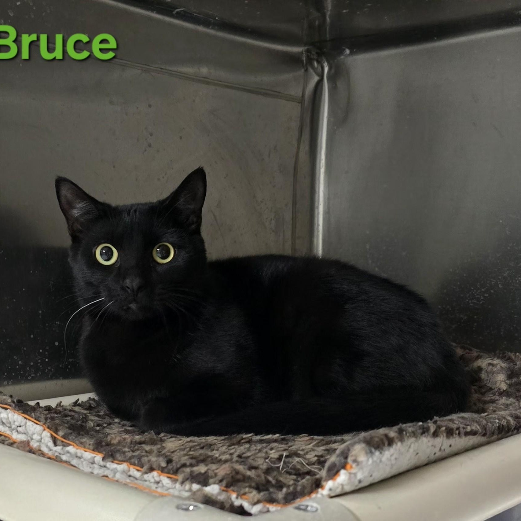 Bruce, ADOPTABLE, Young Male Domestic Short Hair.