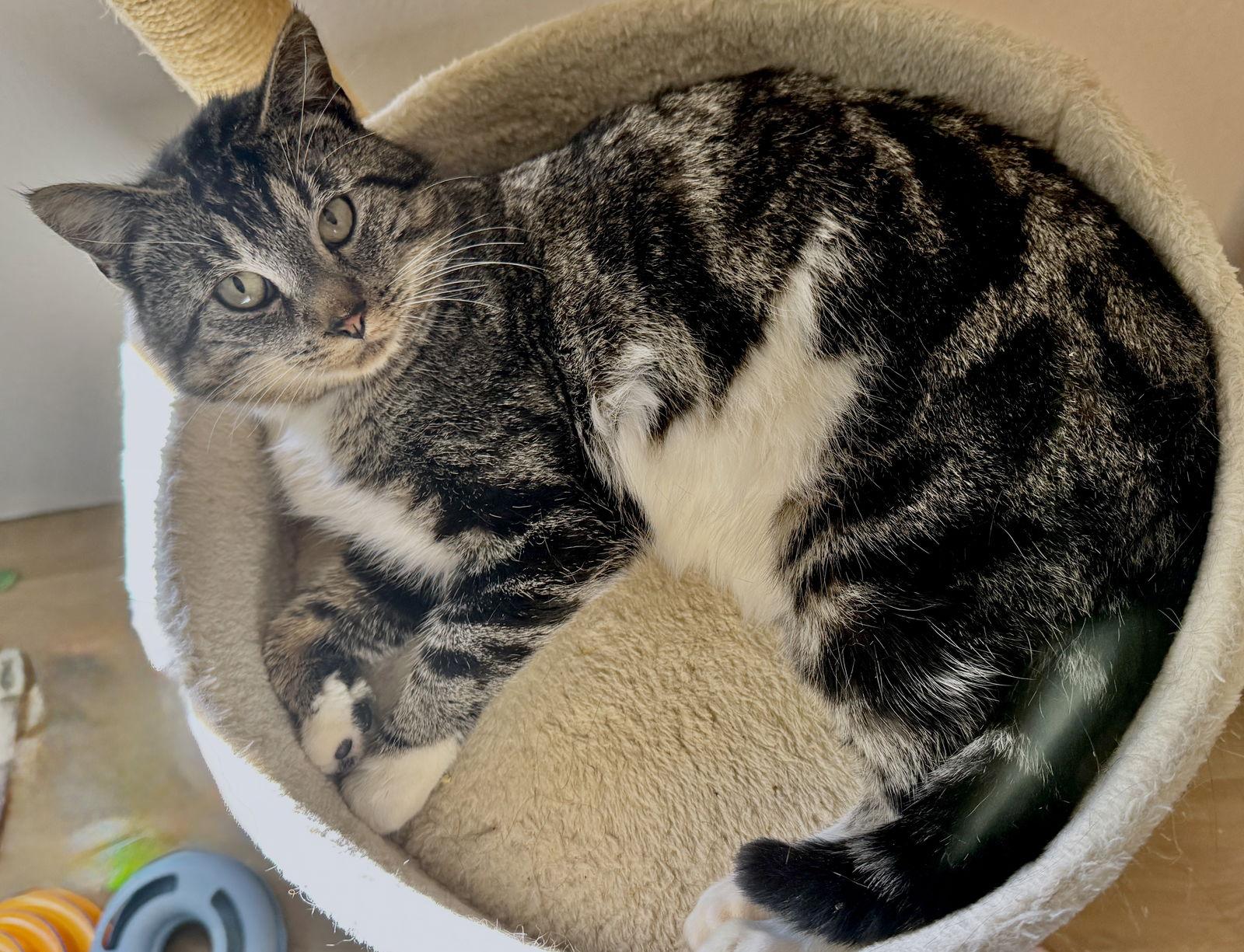 DJ Cello - loving and mellow - CCC, a Adoptable mixed breed in San Luis Obispo, CA image 1/2