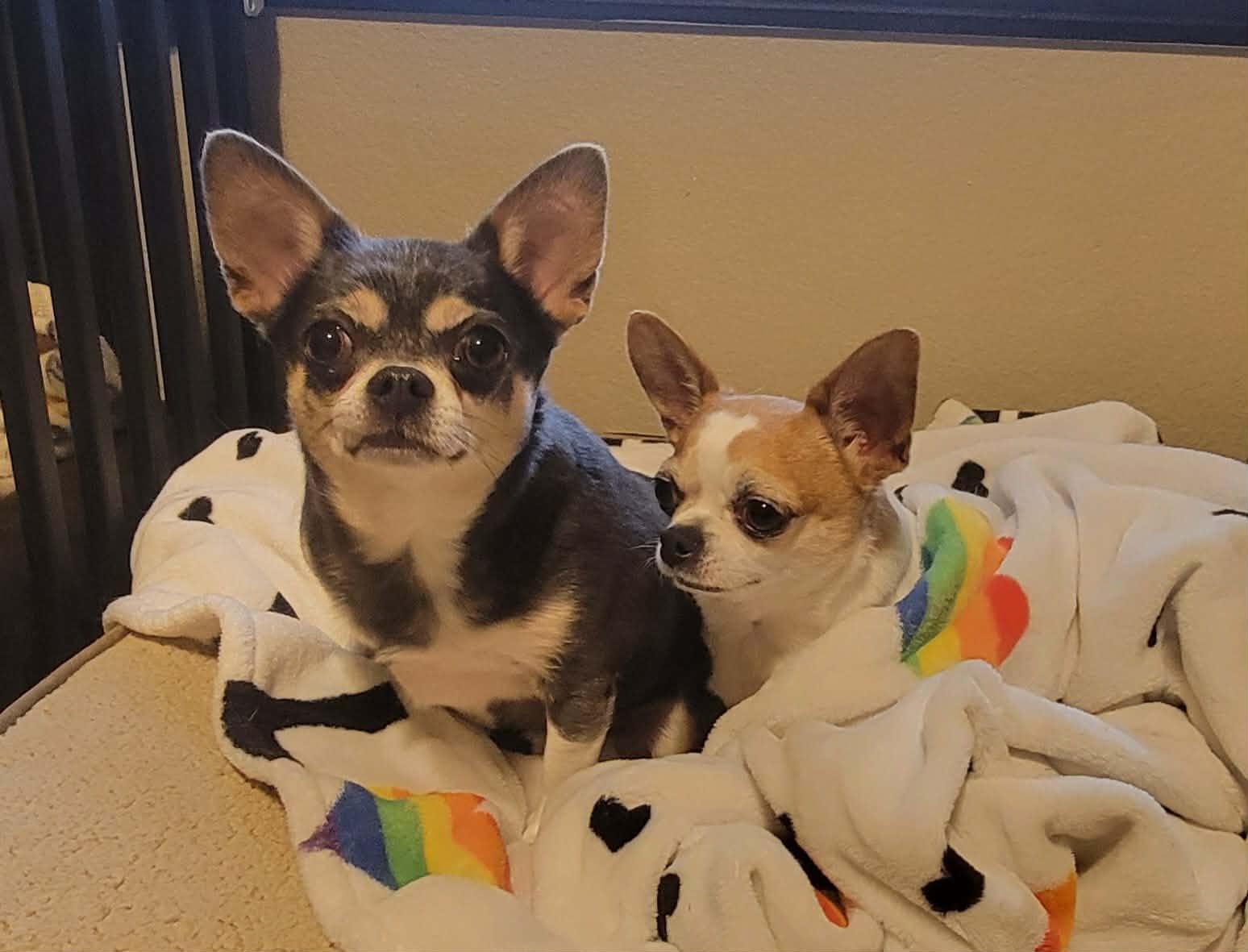 Mochi and Honey Bun, ADOPTABLE, Adult Female Chihuahua.