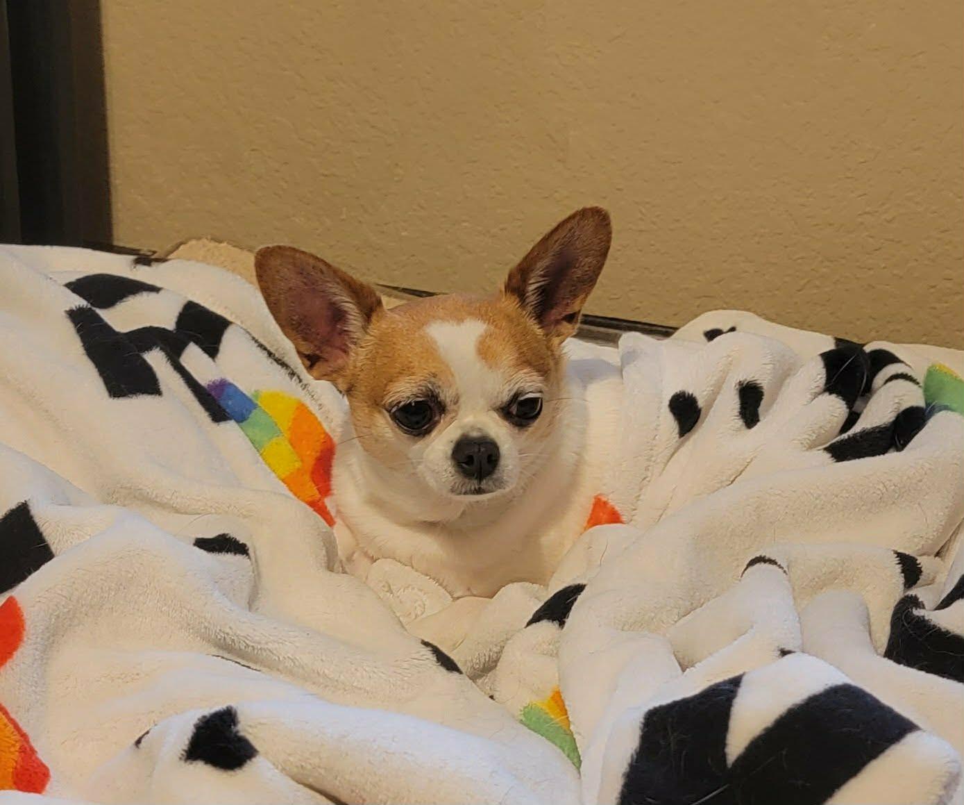 Enlarge Mochi and Honey Bun, a ADOPTABLE Chihuahua in Milton, FL image 2/4