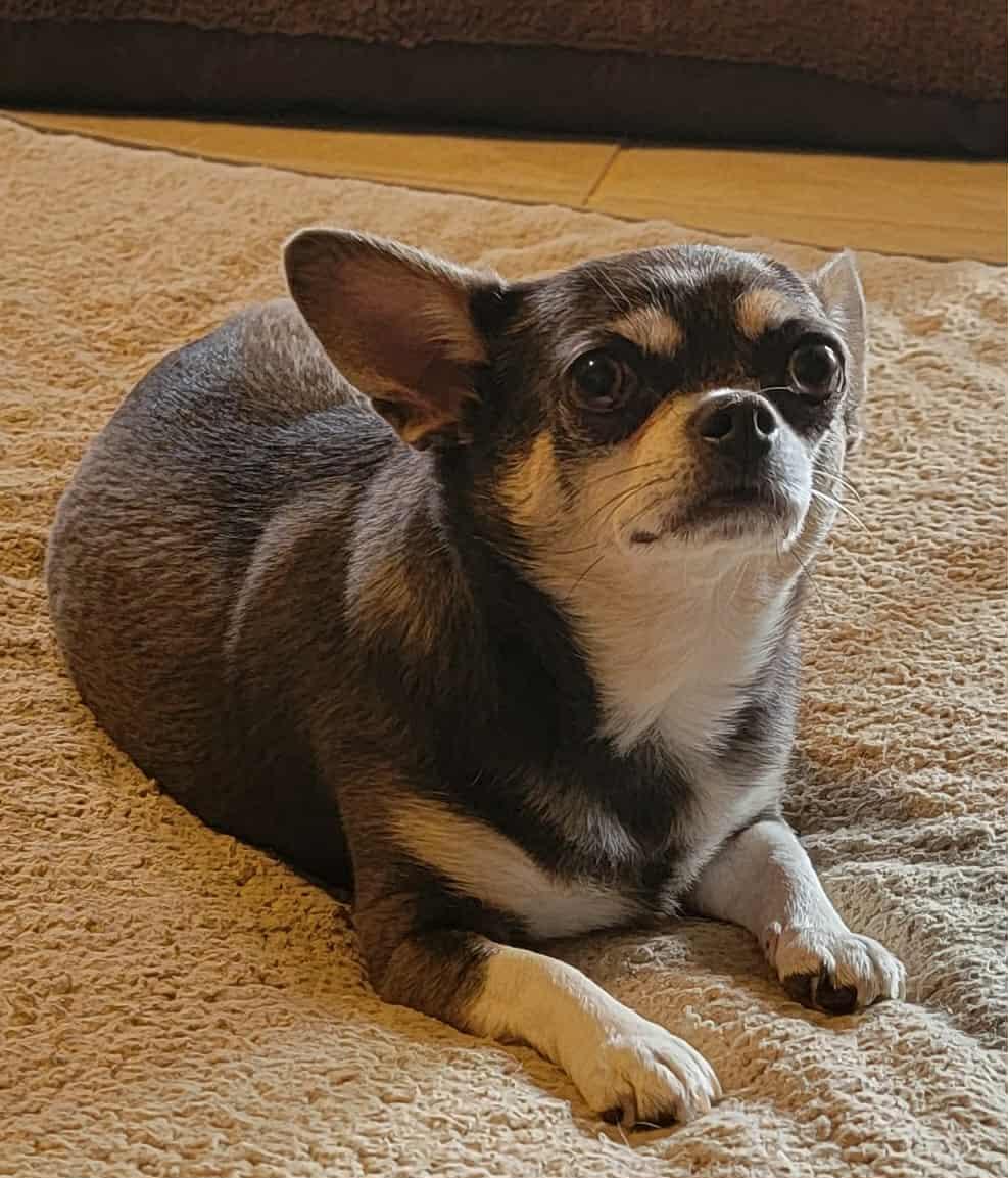 Enlarge Mochi and Honey Bun, a ADOPTABLE Chihuahua in Milton, FL image 3/4