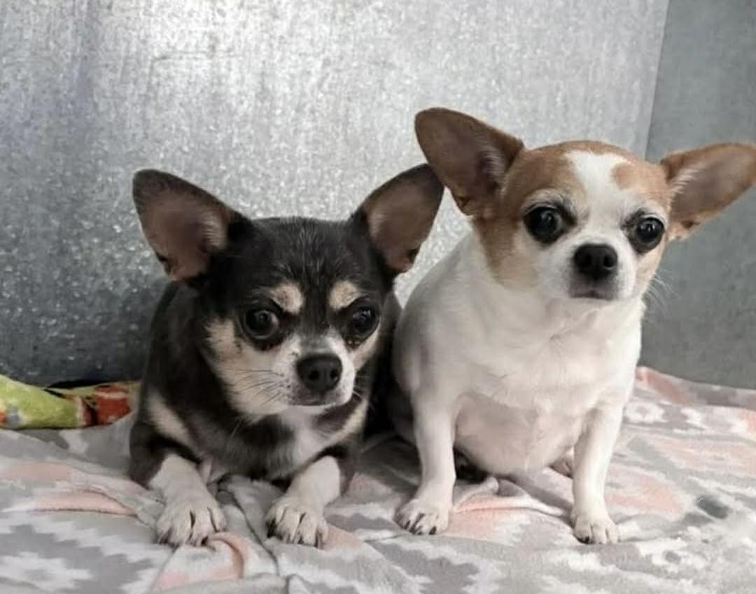 Enlarge Mochi and Honey Bun, a ADOPTABLE Chihuahua in Milton, FL image 4/4