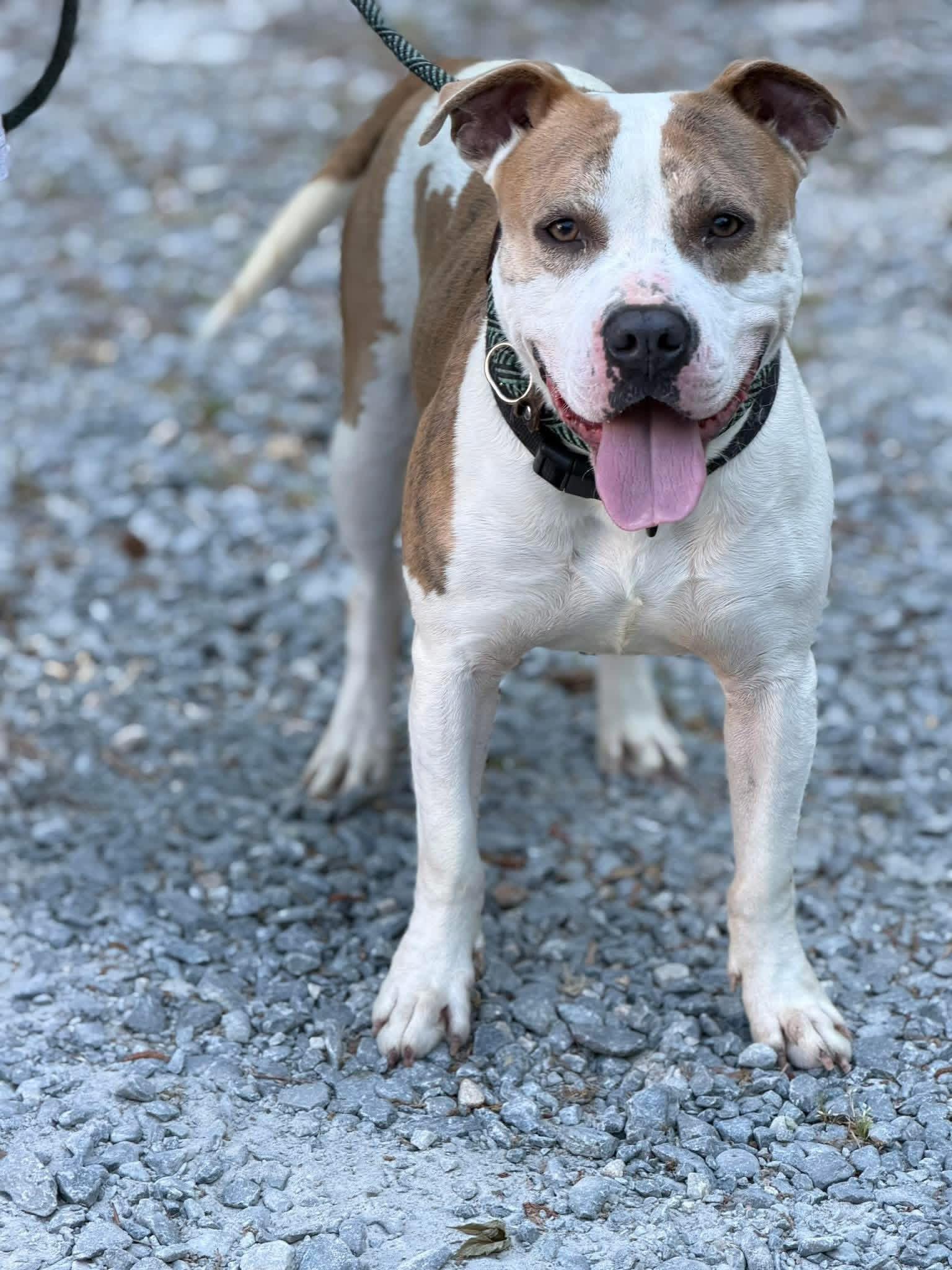 Mossy, ADOPTABLE, Adult Male Mixed Breed.