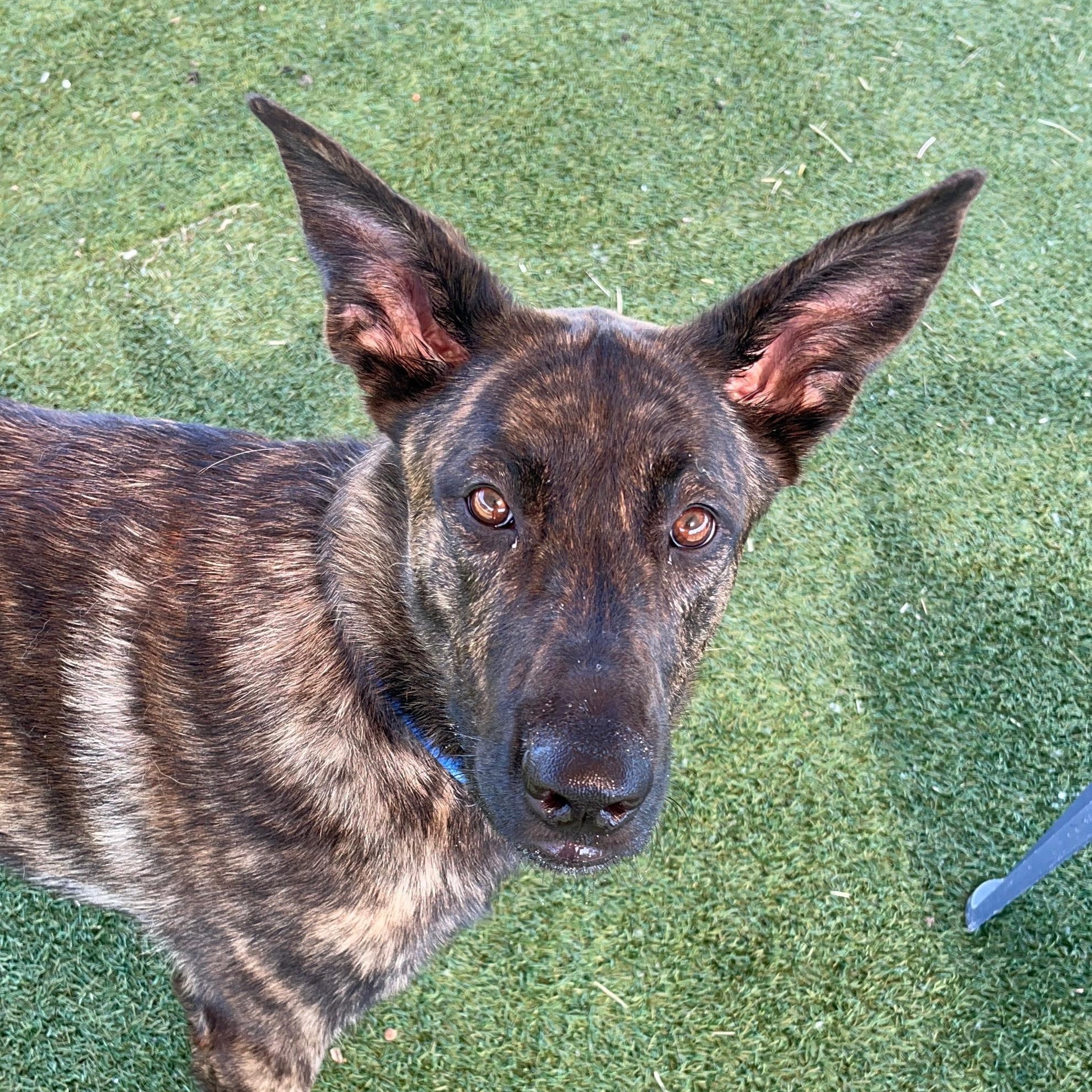 Waffles Mixed Breed Dog