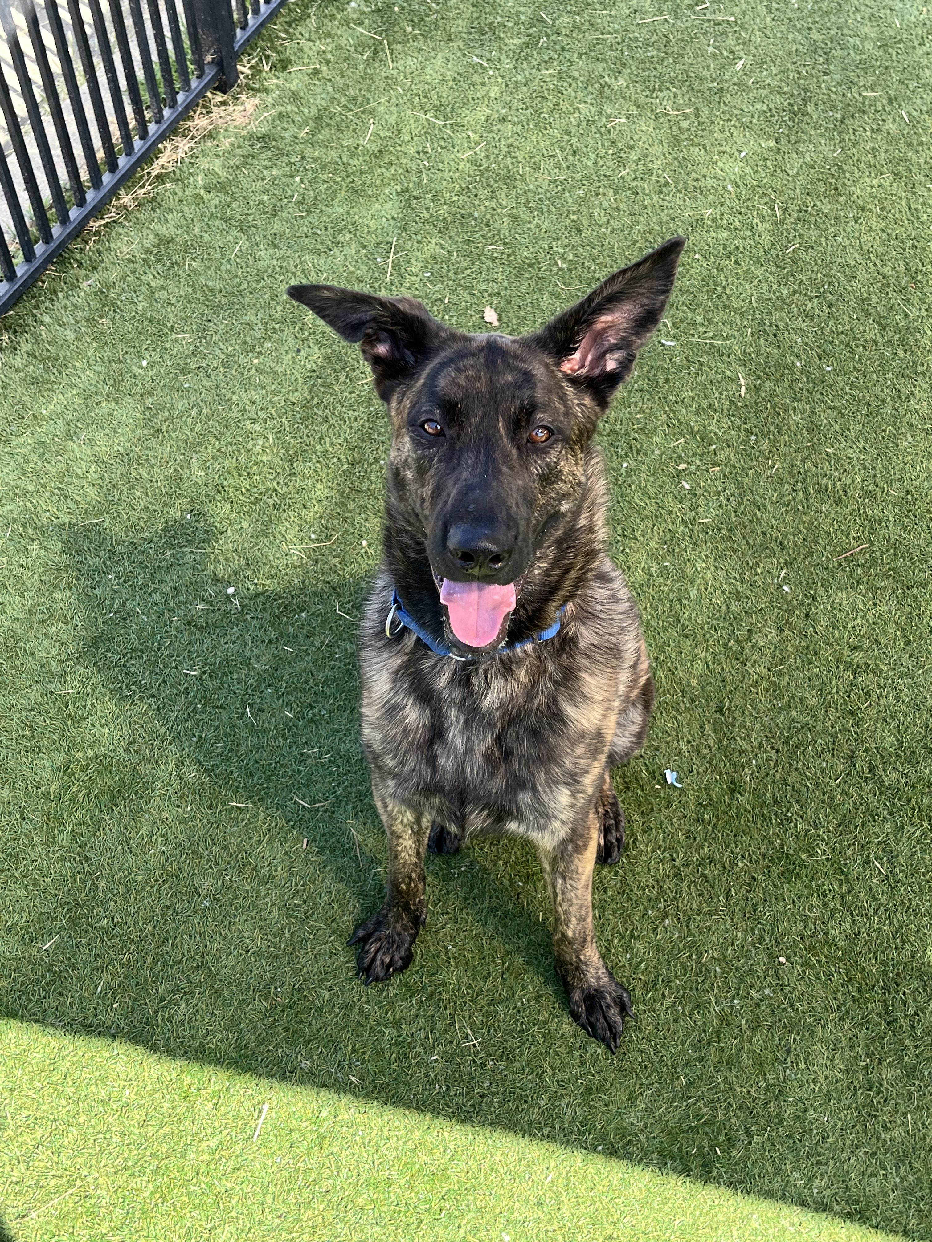 Waffles, an adoptable Mixed Breed, Shepherd in Grass Valley, CA, 95949 | Photo Image 2