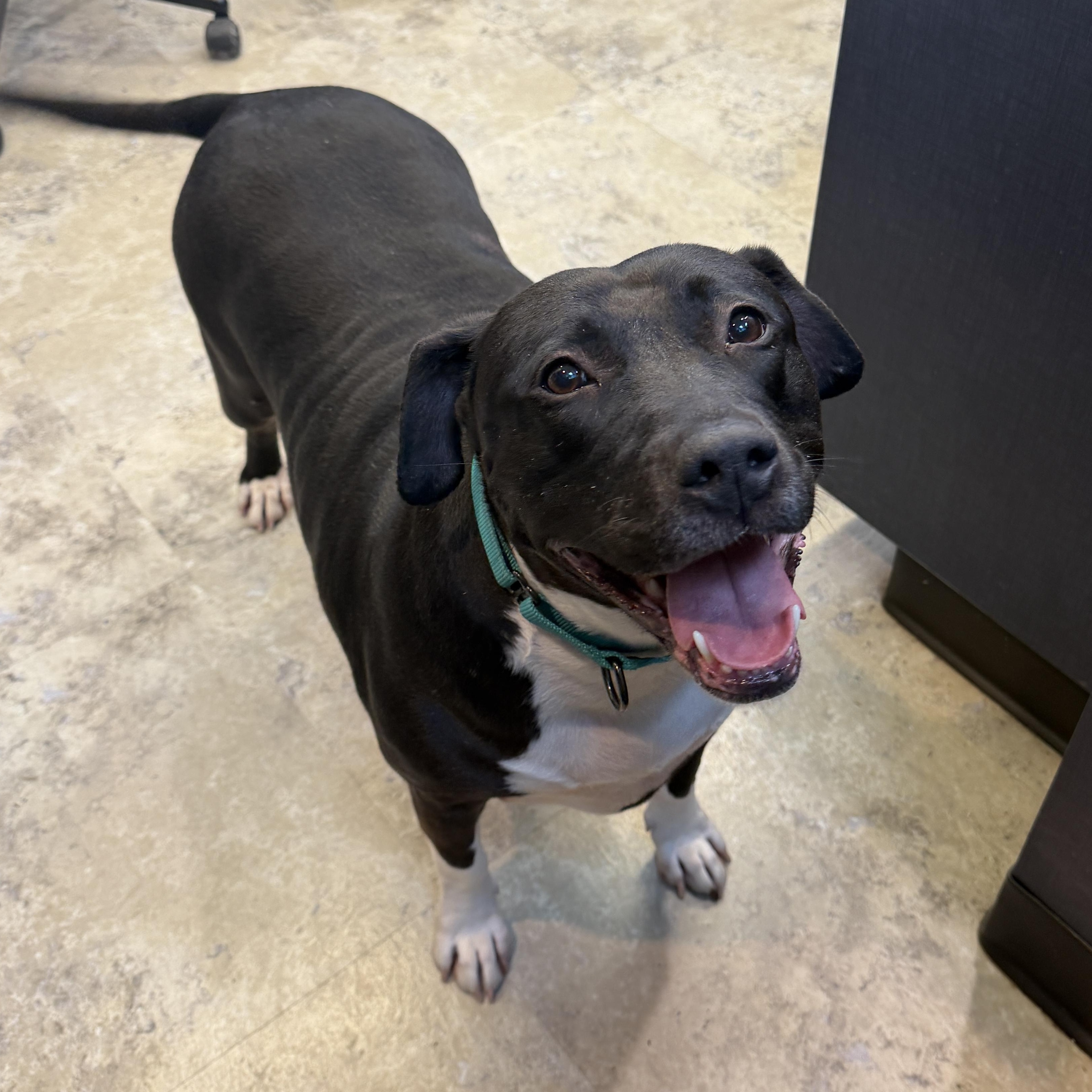 Enlarge Zoey 0321 CM, a ADOPTABLE mixed breed in Farmington Hills, MI image 2/6