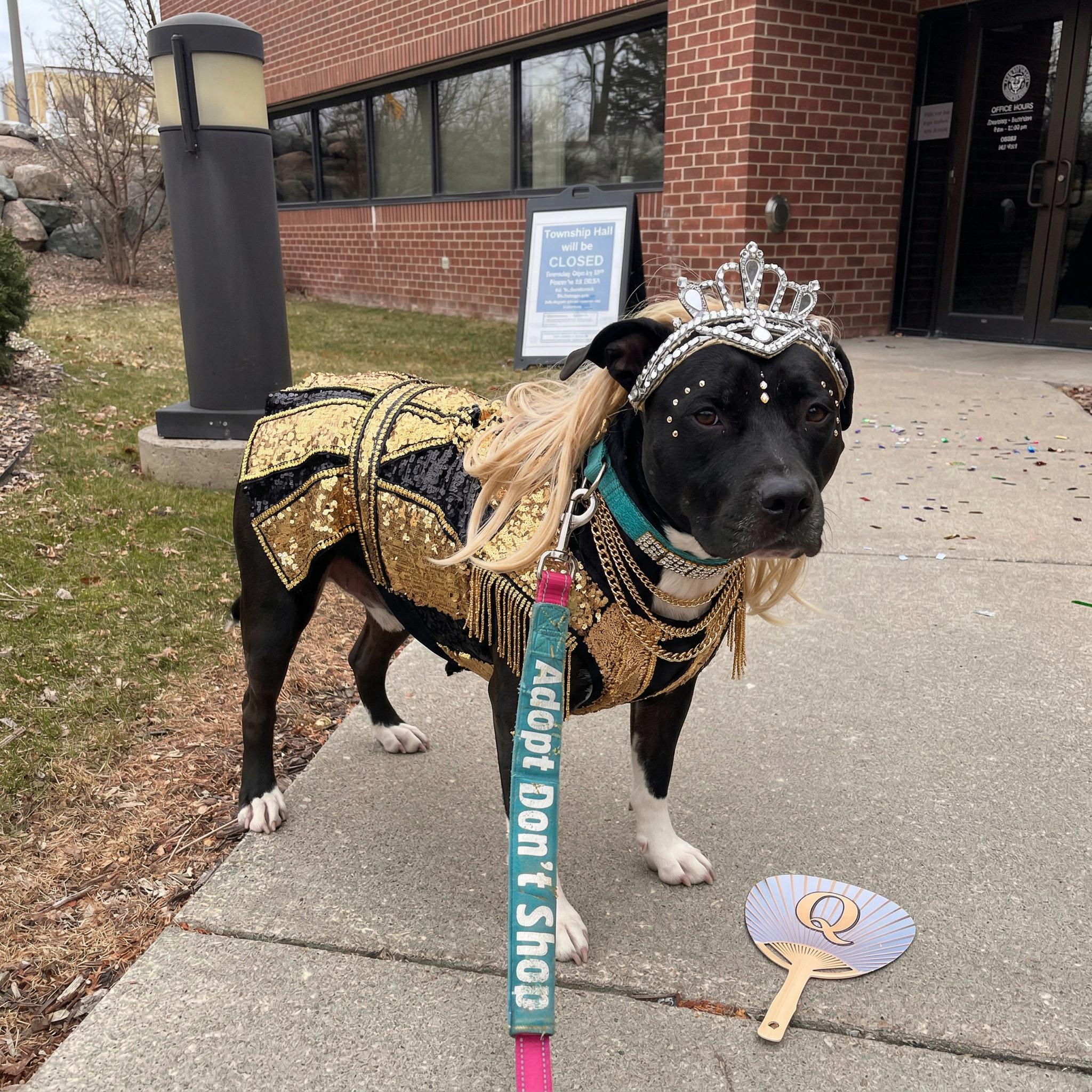 Enlarge Zoey 0321 CM, a ADOPTABLE mixed breed in Farmington Hills, MI image 5/6