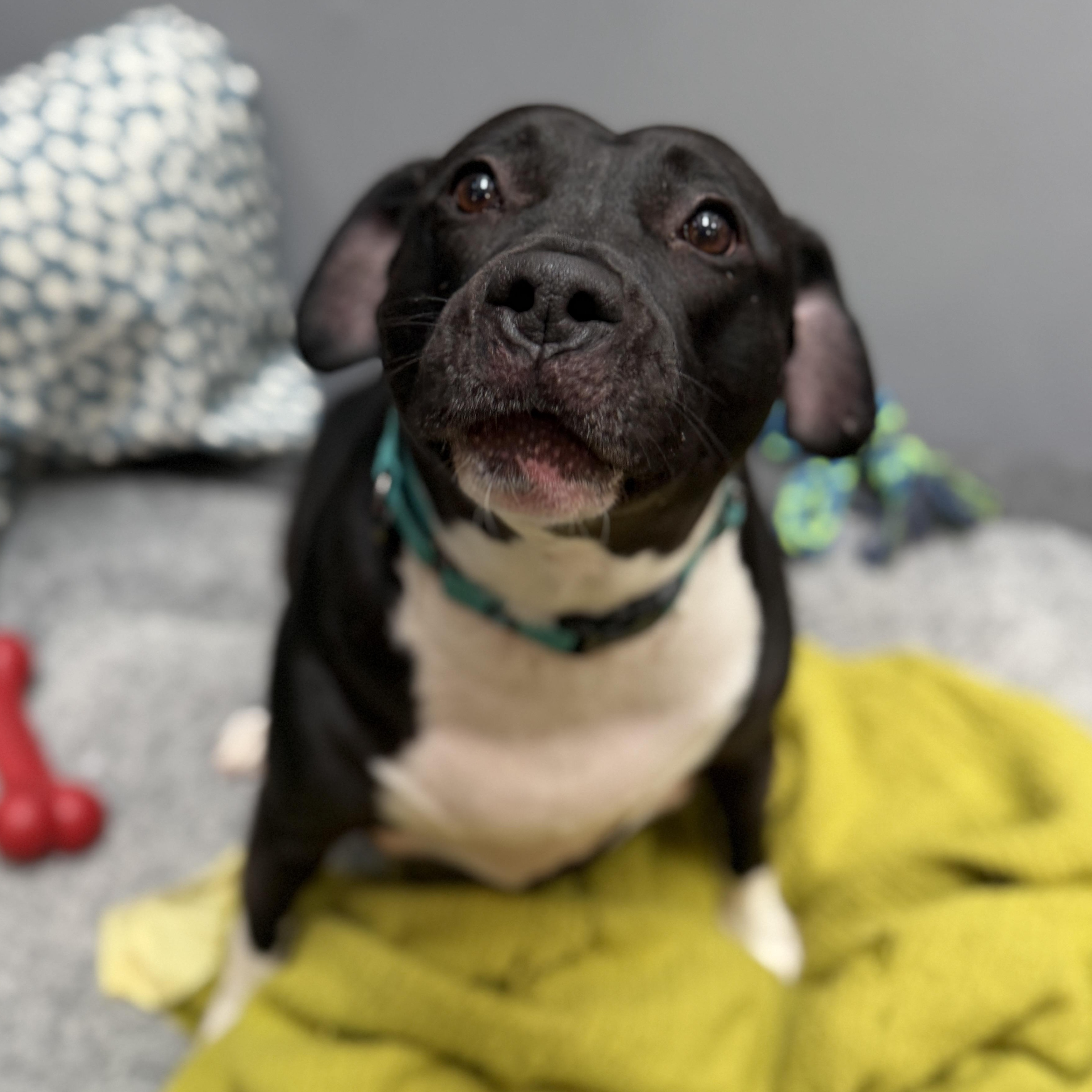 Enlarge Zoey 0321 CM, a ADOPTABLE mixed breed in Farmington Hills, MI image 1/6