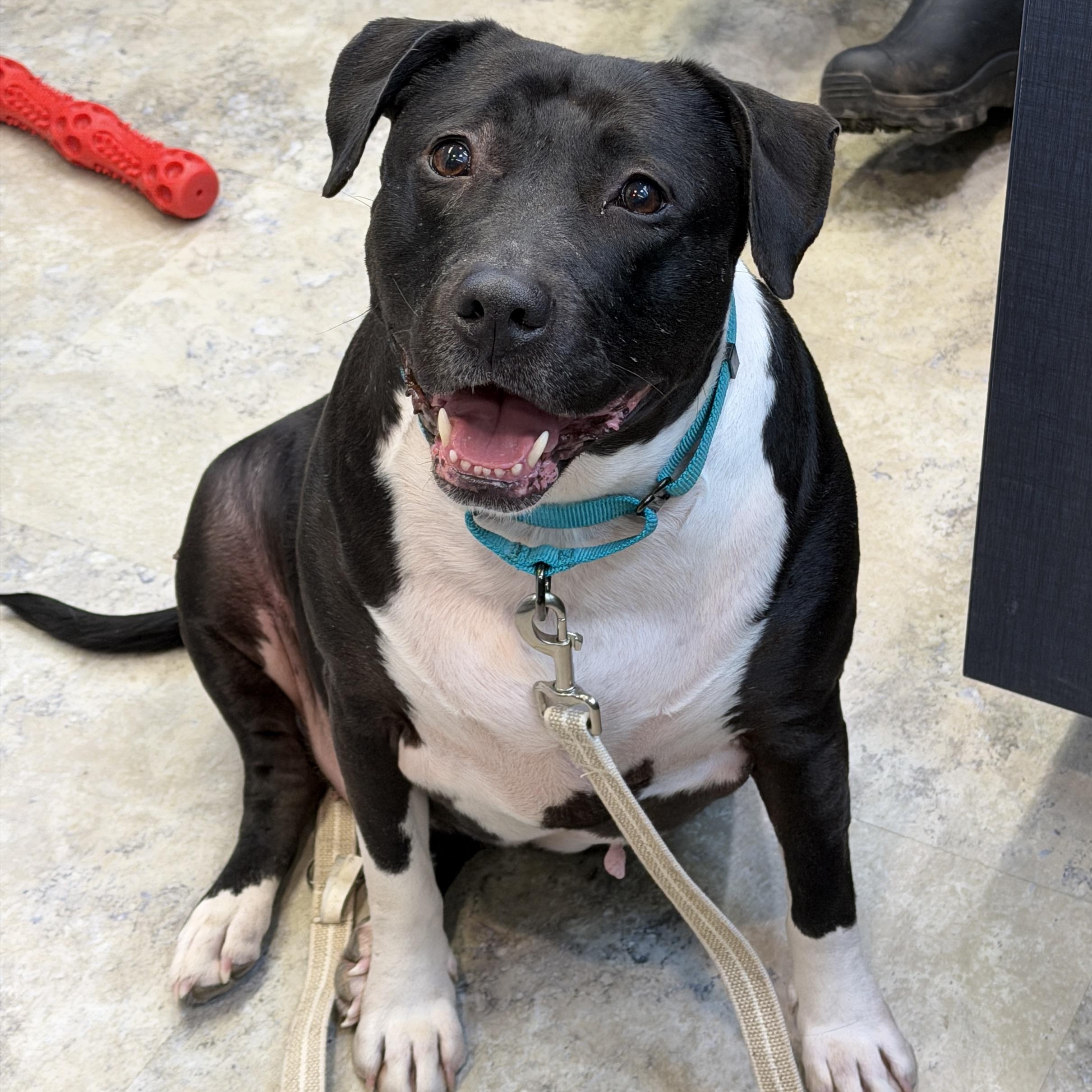 Enlarge Zoey 0321 CM, a ADOPTABLE mixed breed in Farmington Hills, MI image 4/6