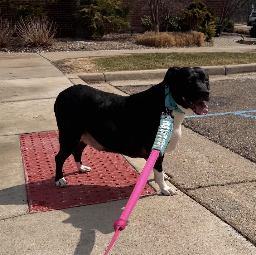 Enlarge Zoey 0321 CM, a ADOPTABLE mixed breed in Farmington Hills, MI image 3/6