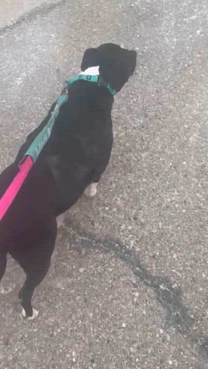 Enlarge Zoey 0321 CM, a ADOPTABLE mixed breed in Farmington Hills, MI video 6/6