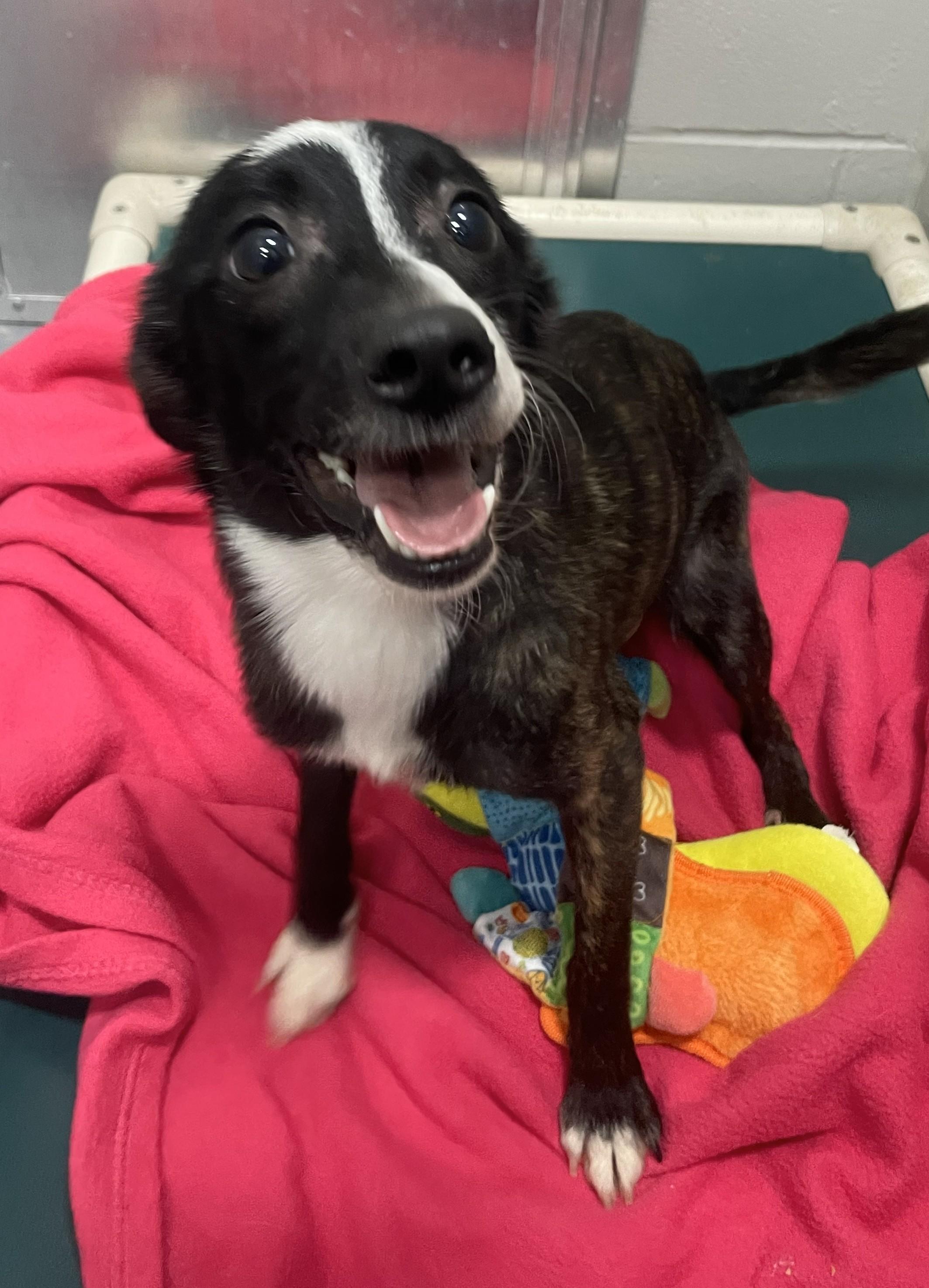 Enlarge Luna, a ADOPTABLE mixed breed in Rushville, IN image 1/1