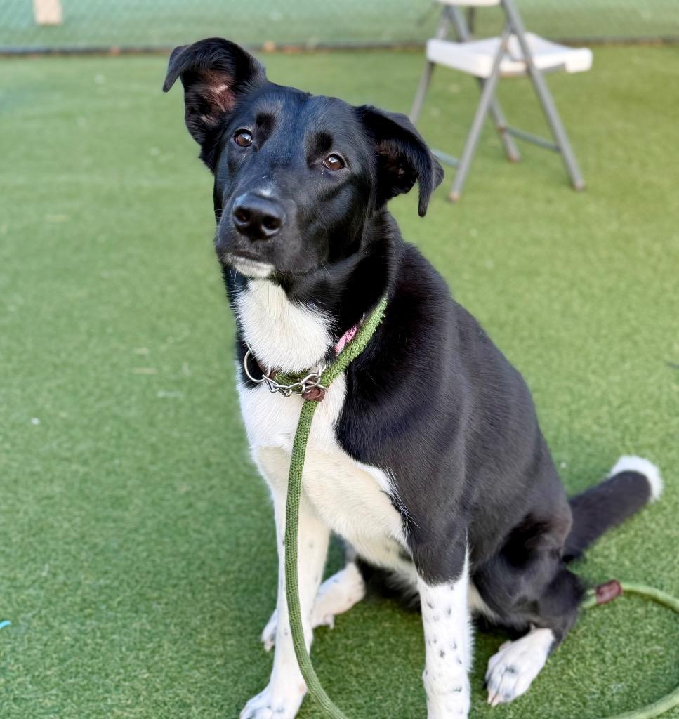 Enlarge Laurel (Lola), a Adoptable mixed breed in Columbia, IL image 1/6