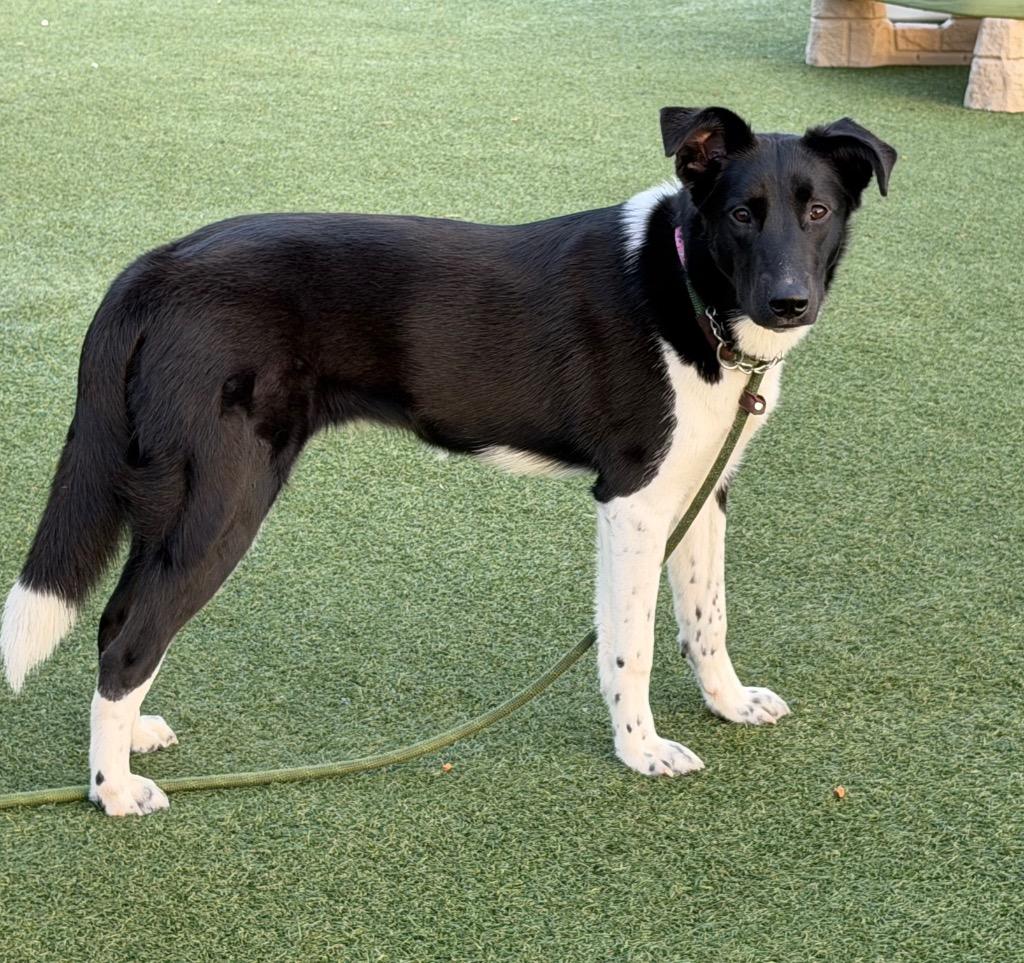 Laurel (Lola), Adoptable, Young Female Great Pyrenees & Border Collie.