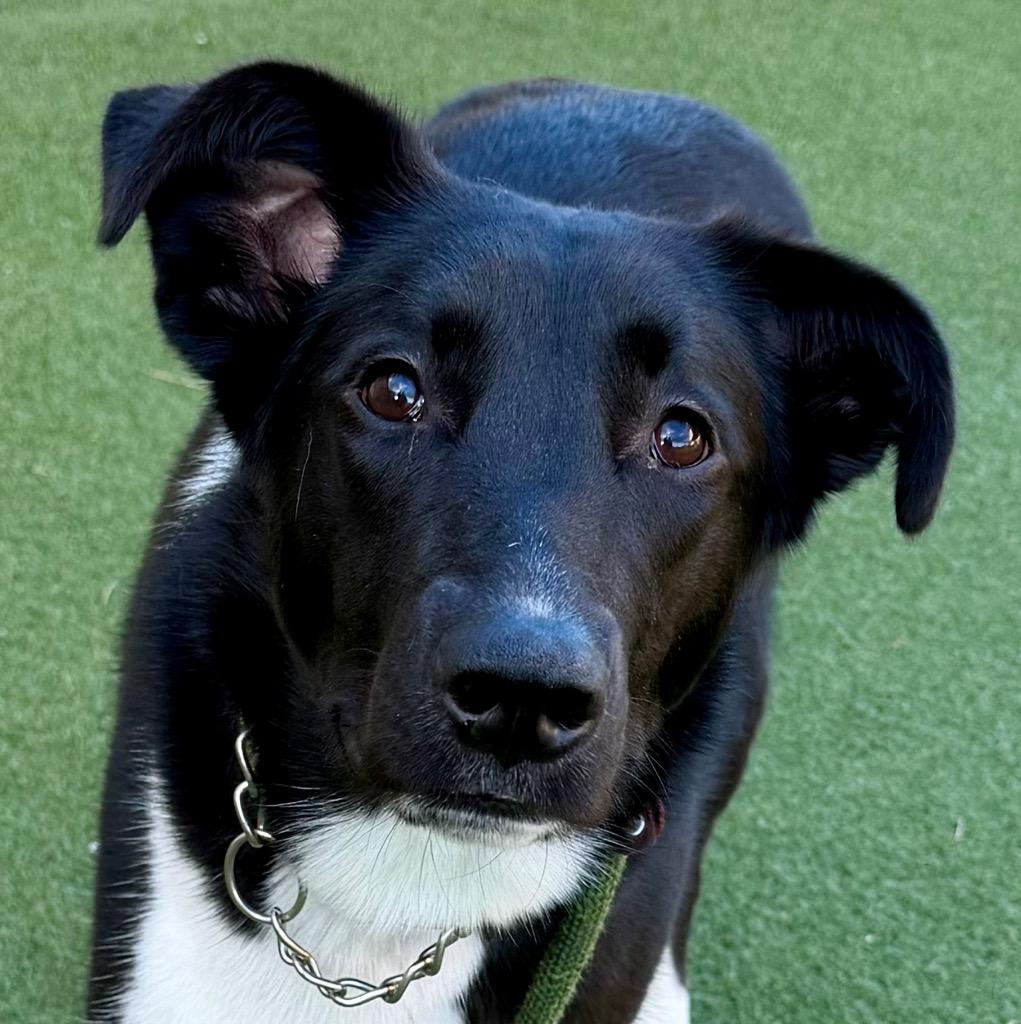 Enlarge Laurel (Lola), a Adoptable mixed breed in Columbia, IL image 3/6