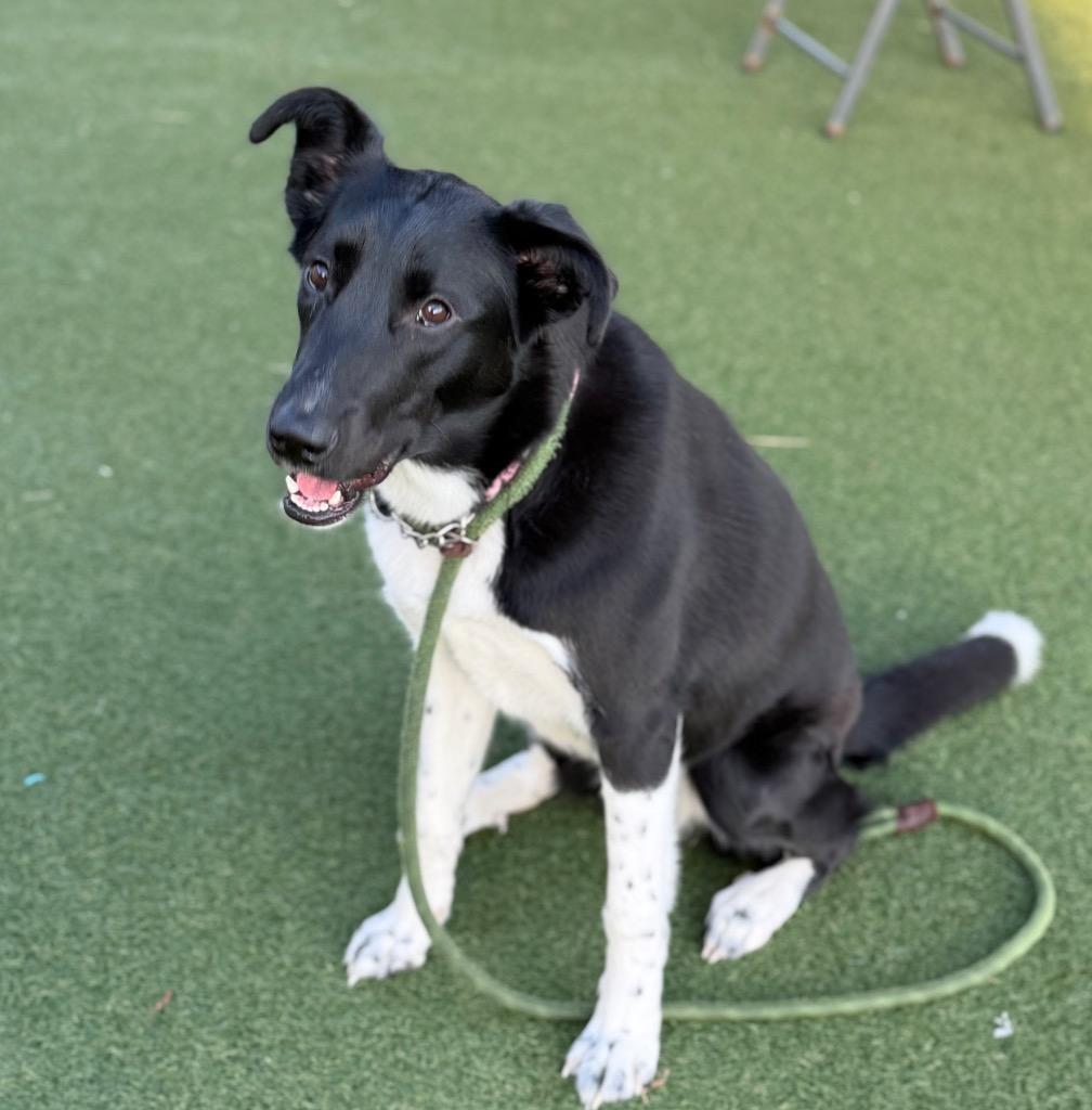 Enlarge Laurel (Lola), a Adoptable mixed breed in Columbia, IL image 4/6