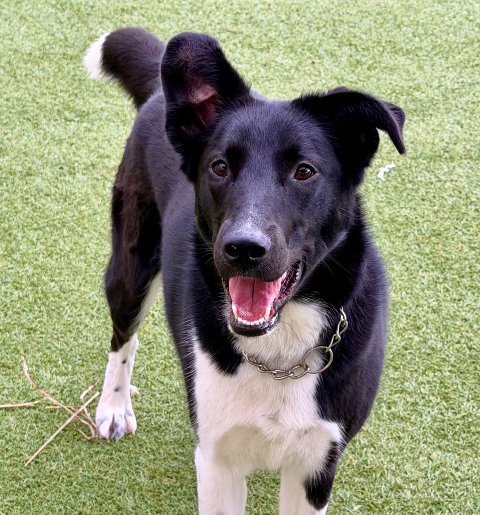 Laurel (Lola), Adoptable, Young Female Great Pyrenees & Border Collie.