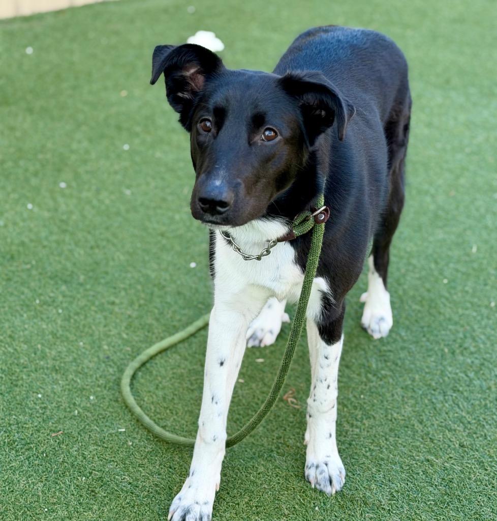 Enlarge Laurel (Lola), a Adoptable mixed breed in Columbia, IL image 5/6