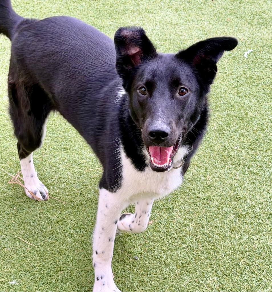 Enlarge Laurel (Lola), a Adoptable mixed breed in Columbia, IL image 5/6