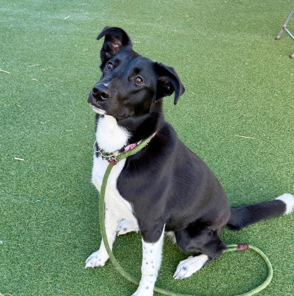 Enlarge Laurel (Lola), a Adoptable mixed breed in Columbia, IL image 2/6