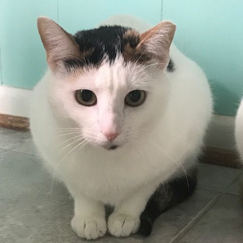 Rose, a Adoptable Domestic Short Hair in Fairfax, VA image 1/10