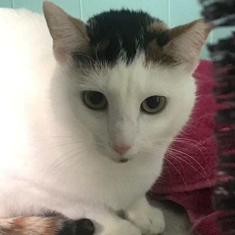 Rose, a Adoptable Domestic Short Hair in Fairfax, VA image 2/10
