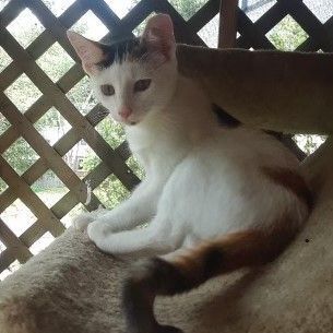 Rose, a Adoptable Domestic Short Hair in Fairfax, VA image 3/10