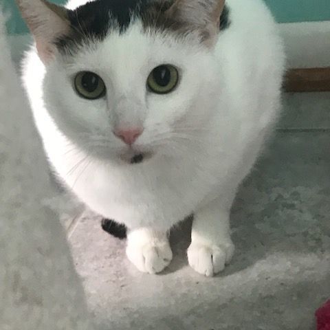 Rose, a Adoptable Domestic Short Hair in Fairfax, VA image 4/10