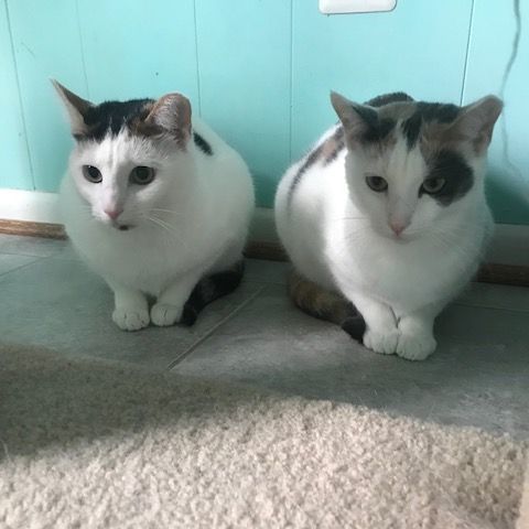 Rose, Adoptable, Young Female Domestic Short Hair.