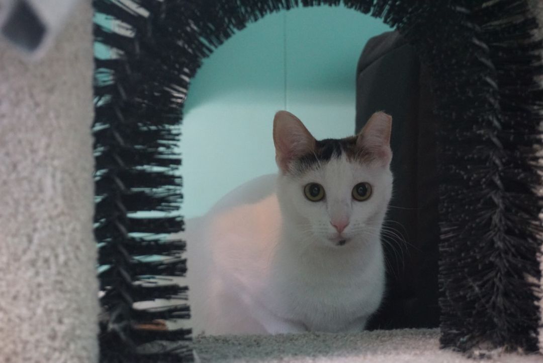 Rose, Adoptable, Young Female Domestic Short Hair.