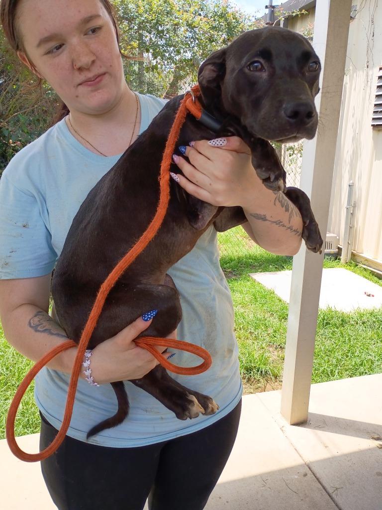 Bones, Adoptable, Puppy Male Mountain Cur & Plott Hound.