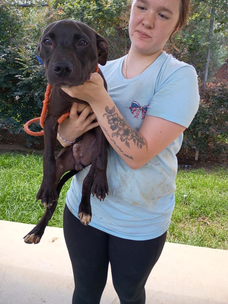Enlarge Bones, a Adoptable mixed breed in Albany, GA image 3/6