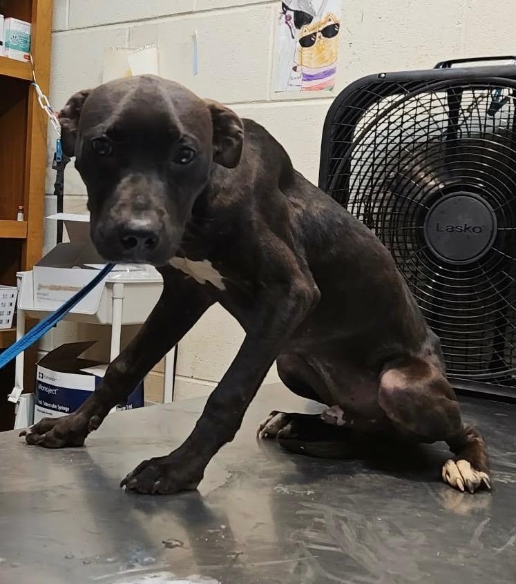 Enlarge Bones, a Adoptable mixed breed in Albany, GA image 5/6