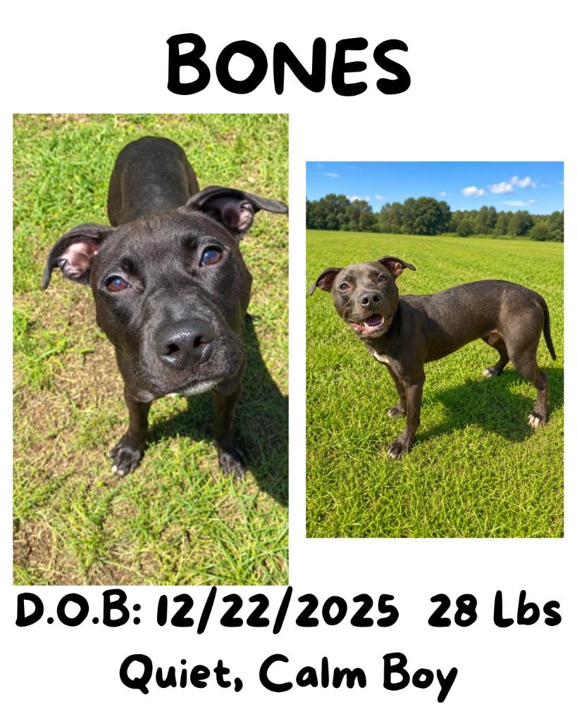 Enlarge Bones, a Adoptable mixed breed in Albany, GA image 6/6