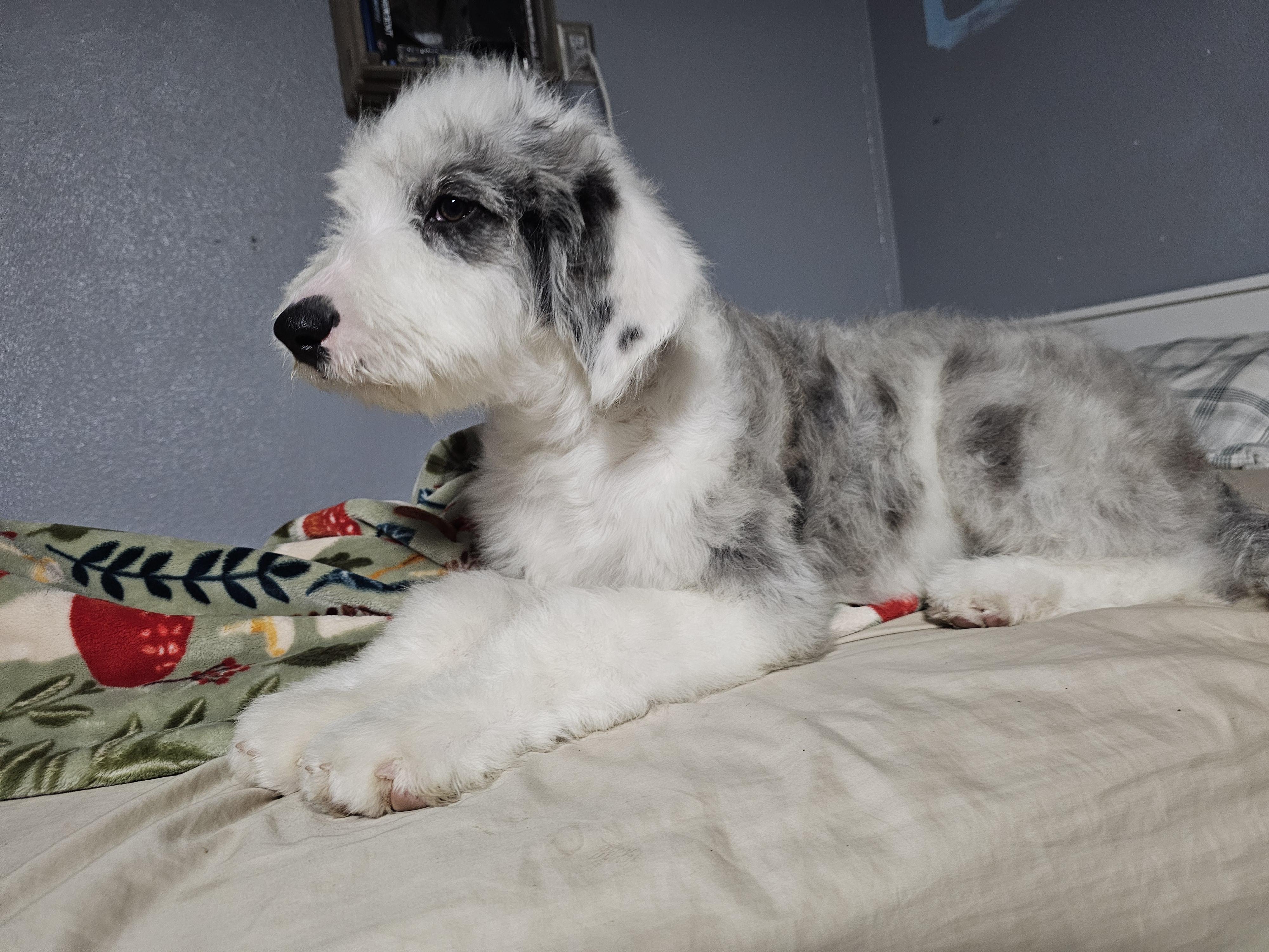 Enlarge Mona Lisa, a Adopted mixed breed in Phelan, CA image 2/4