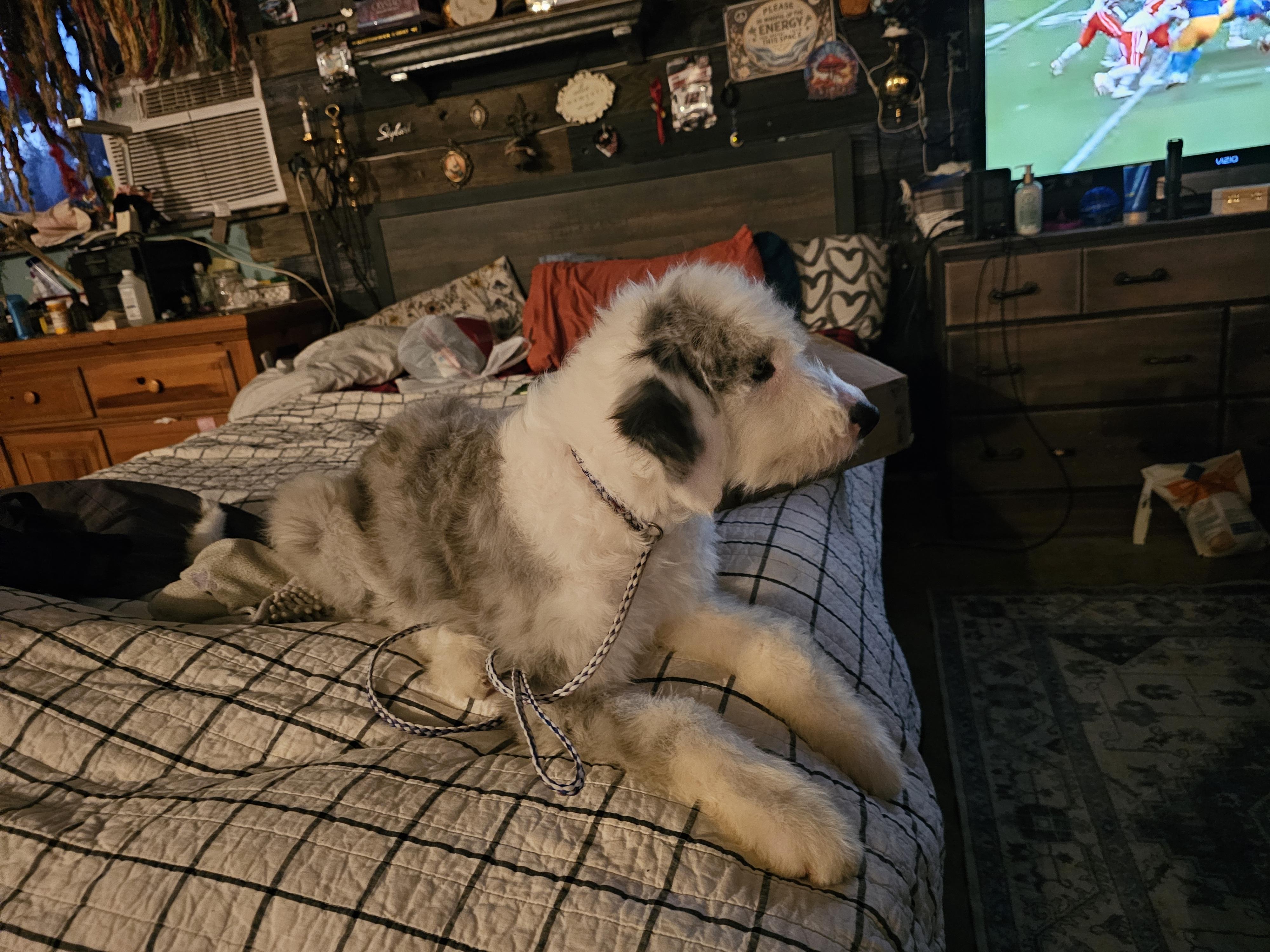 Enlarge Mona Lisa, a Adopted mixed breed in Phelan, CA image 3/4