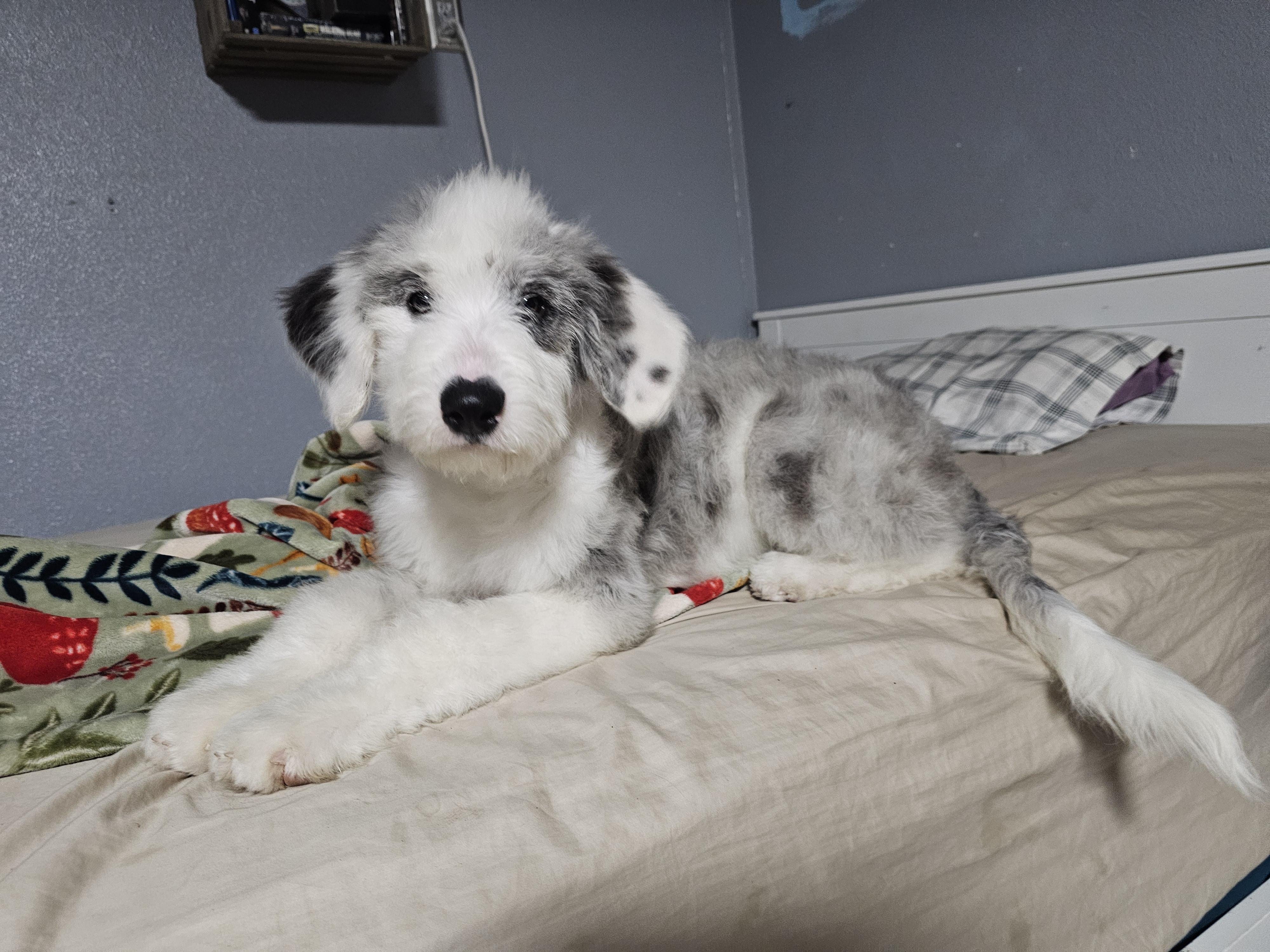 Enlarge Mona Lisa, a Adopted mixed breed in Phelan, CA image 1/4