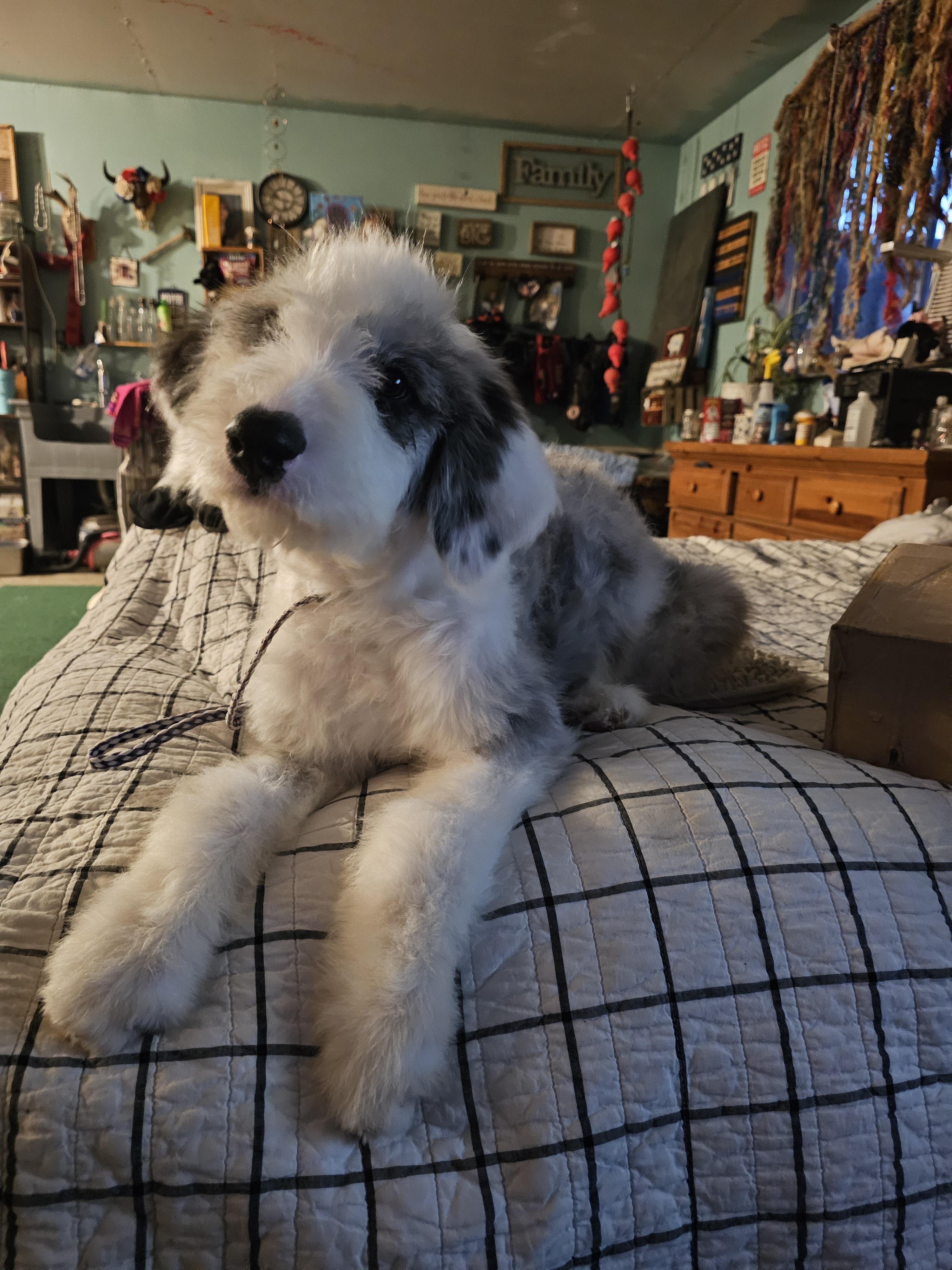 Enlarge Mona Lisa, a Adopted mixed breed in Phelan, CA image 4/4