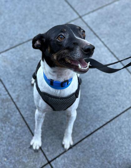 Alpine, Adoptable, Adult Male Parson Russell Terrier & Mixed Breed.