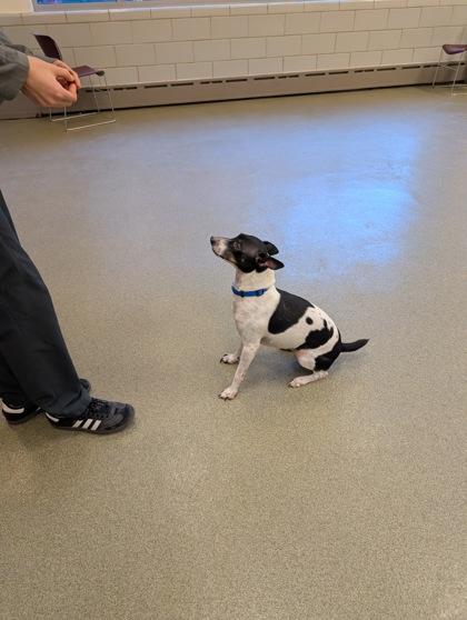 Alpine, a Adoptable mixed breed in Chicago, IL image 2/3