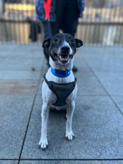 Alpine, a Adoptable mixed breed in Chicago, IL image 3/3