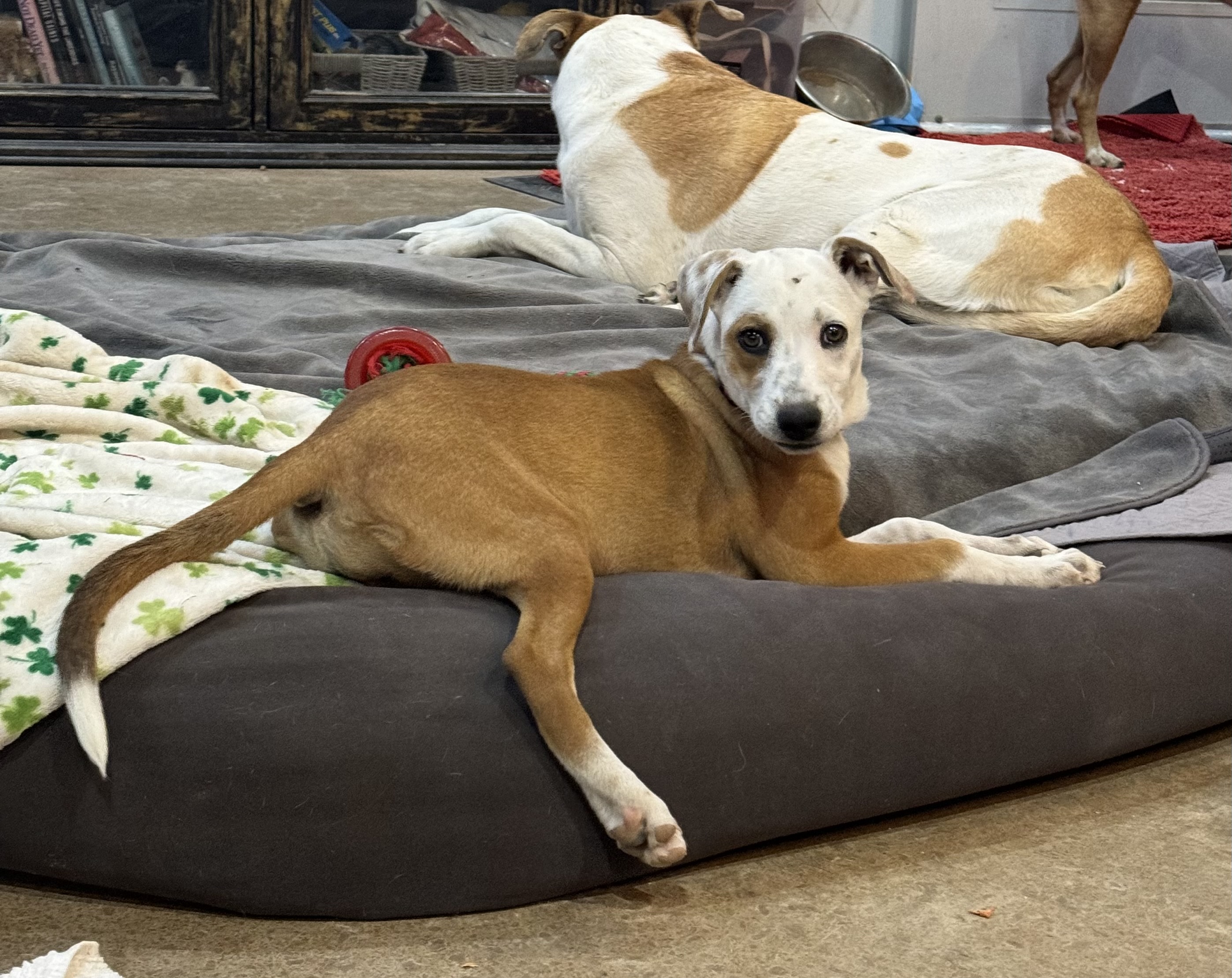 Elly, a Adopted mixed breed in Stephenville, TX image 1/5