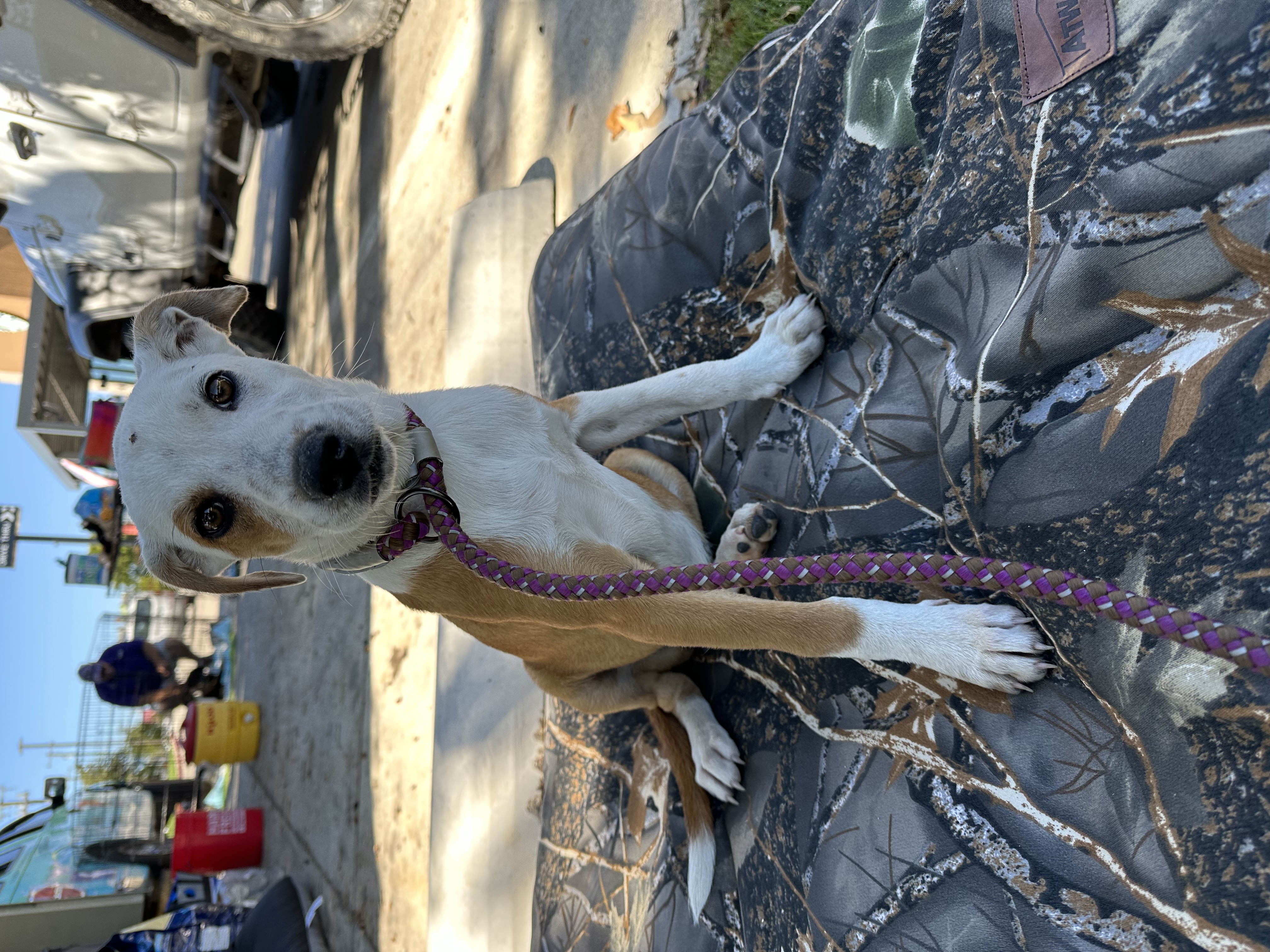 Elly, a Adopted mixed breed in Stephenville, TX image 2/5