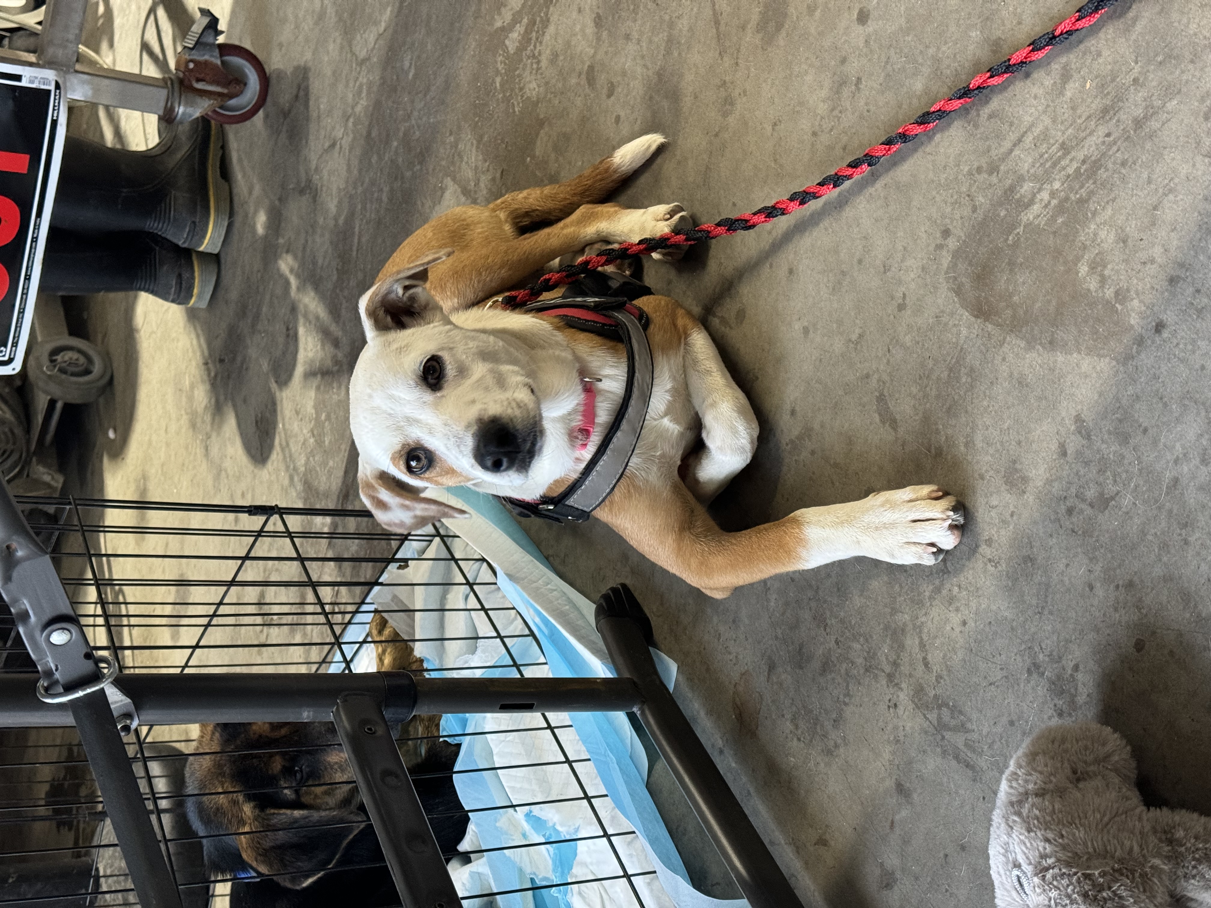 Elly, a Adopted mixed breed in Stephenville, TX image 3/5