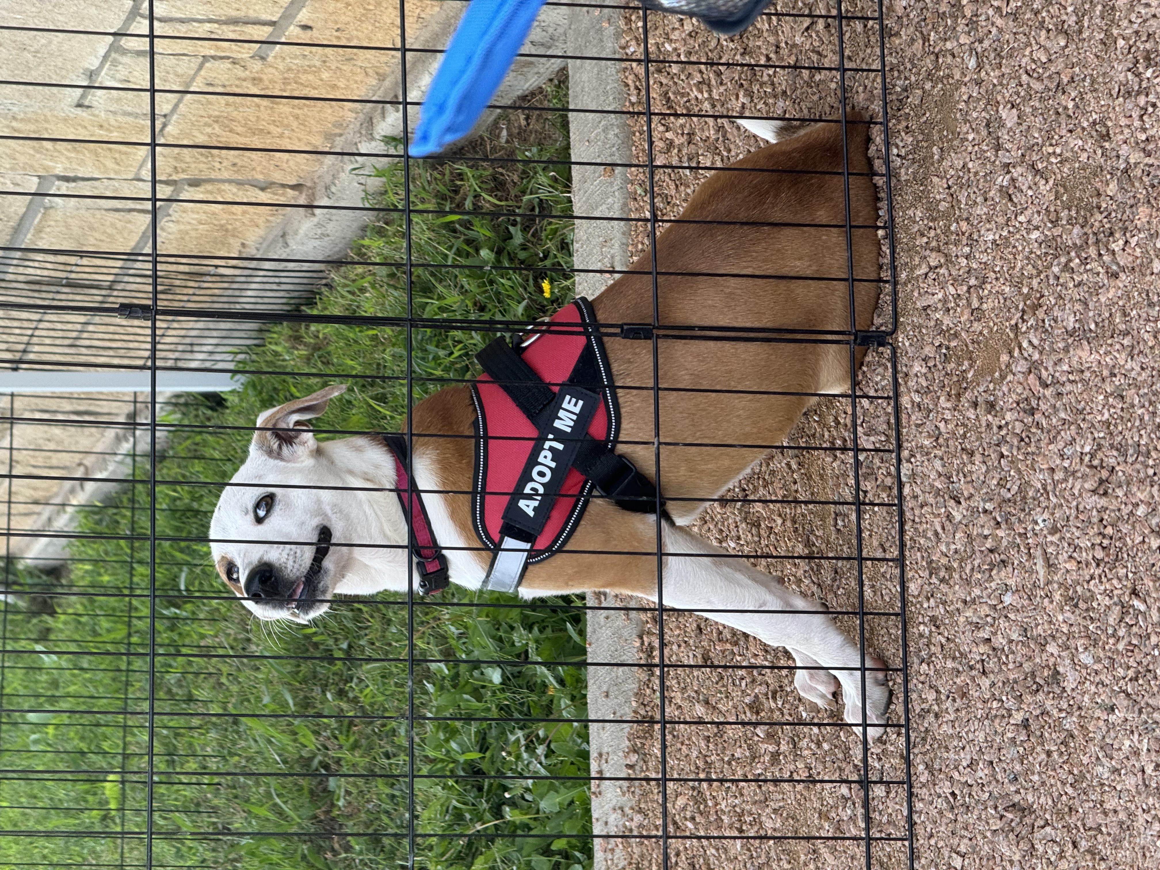 Elly, a Adopted mixed breed in Stephenville, TX image 4/5